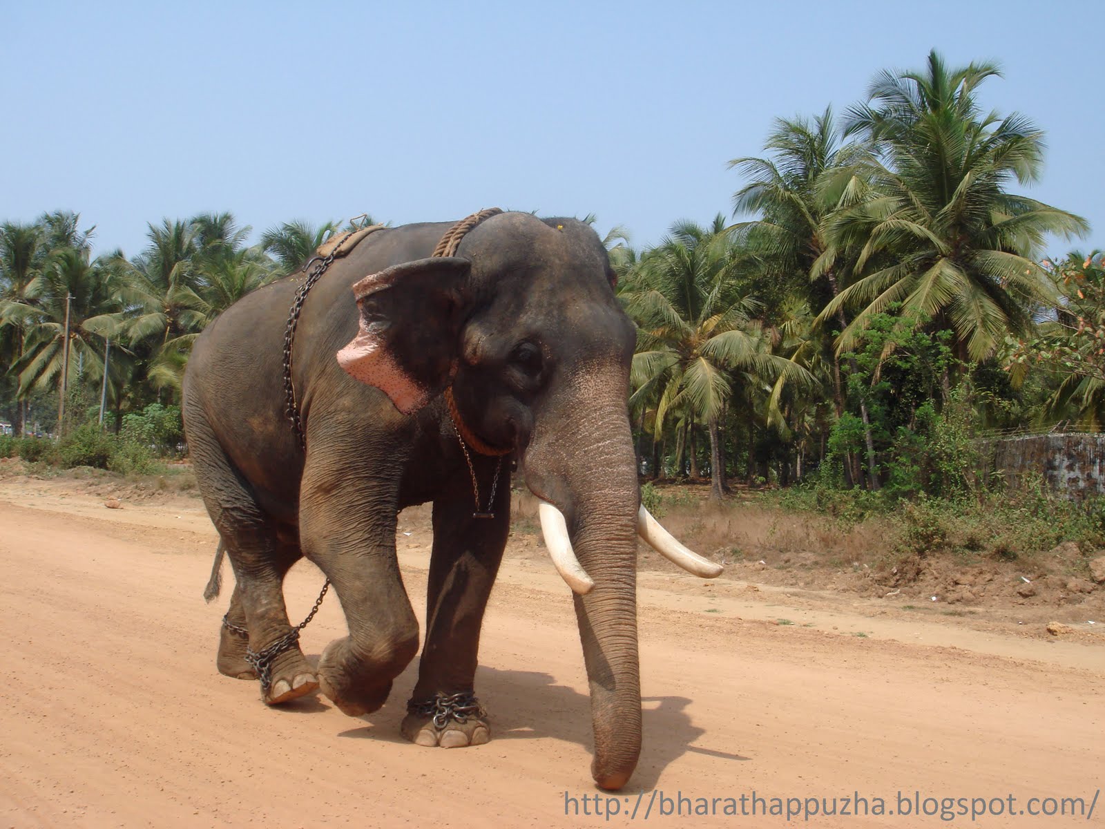 Kerala Elephant Wallpaper Elephant Wallpaper & Background Download
