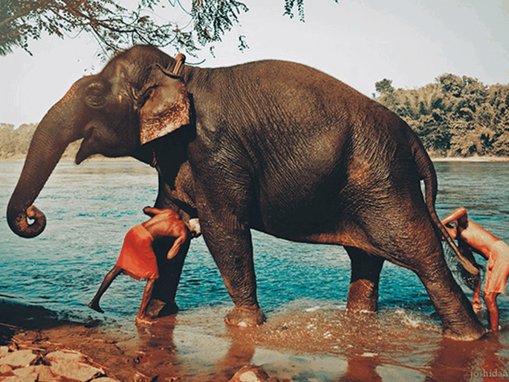Kerala Elephant Experiences