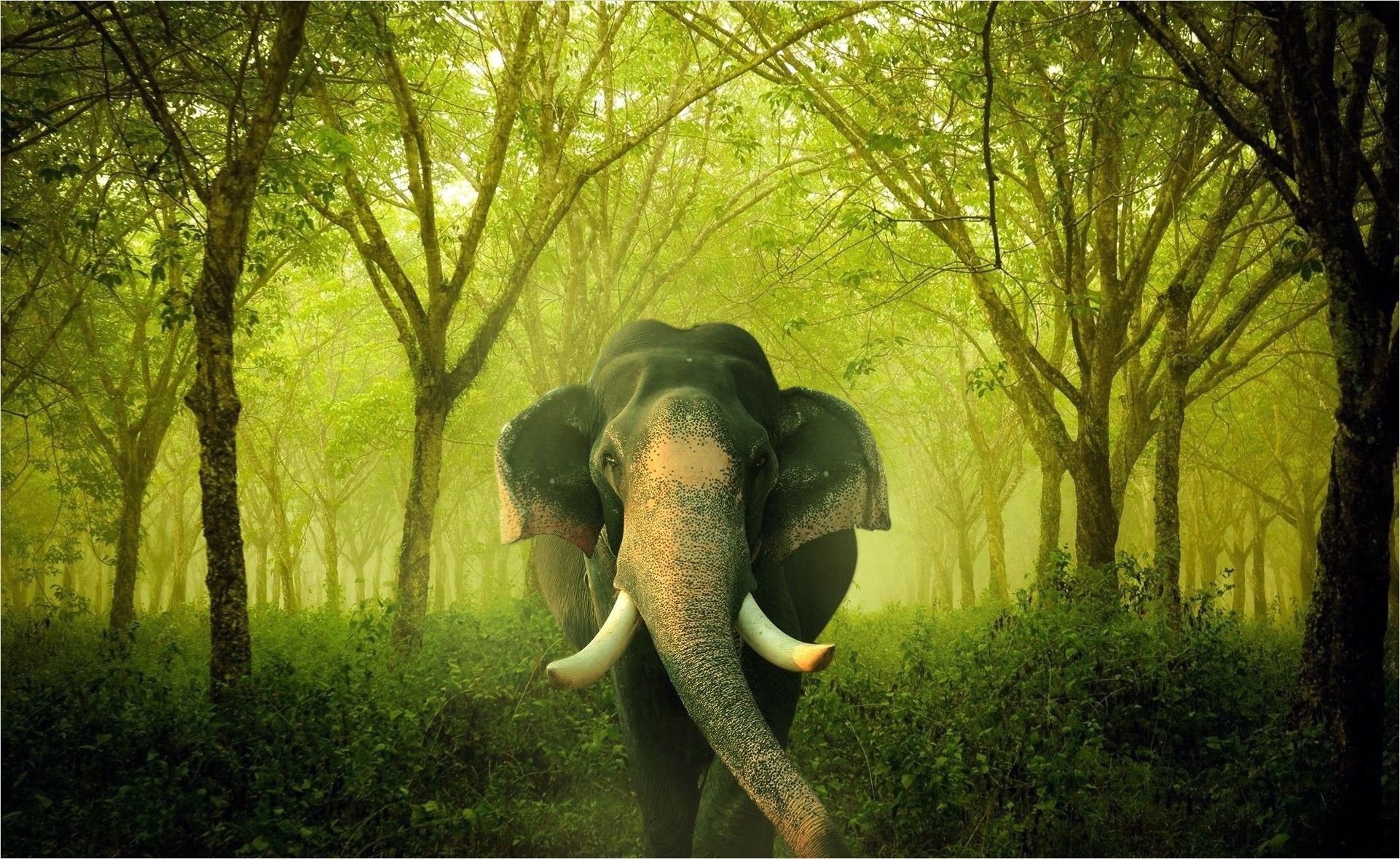 Kerala Elephants Wallpapers - Wallpaper Cave