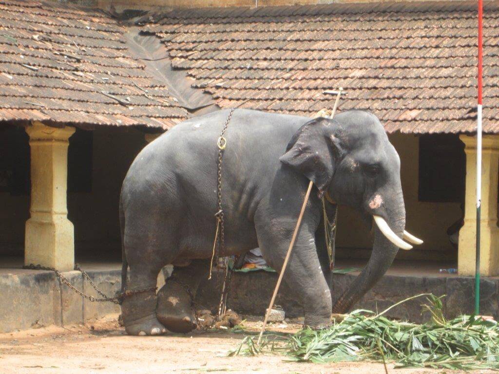 Legal Notice Sent to Kerala Government Over Elephant Ownership