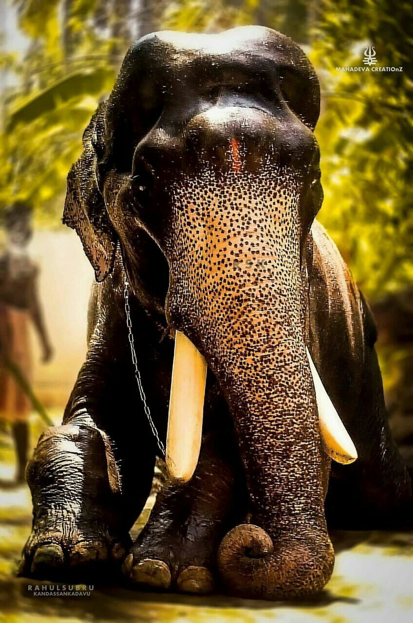 kerala elephant wallpaper hd