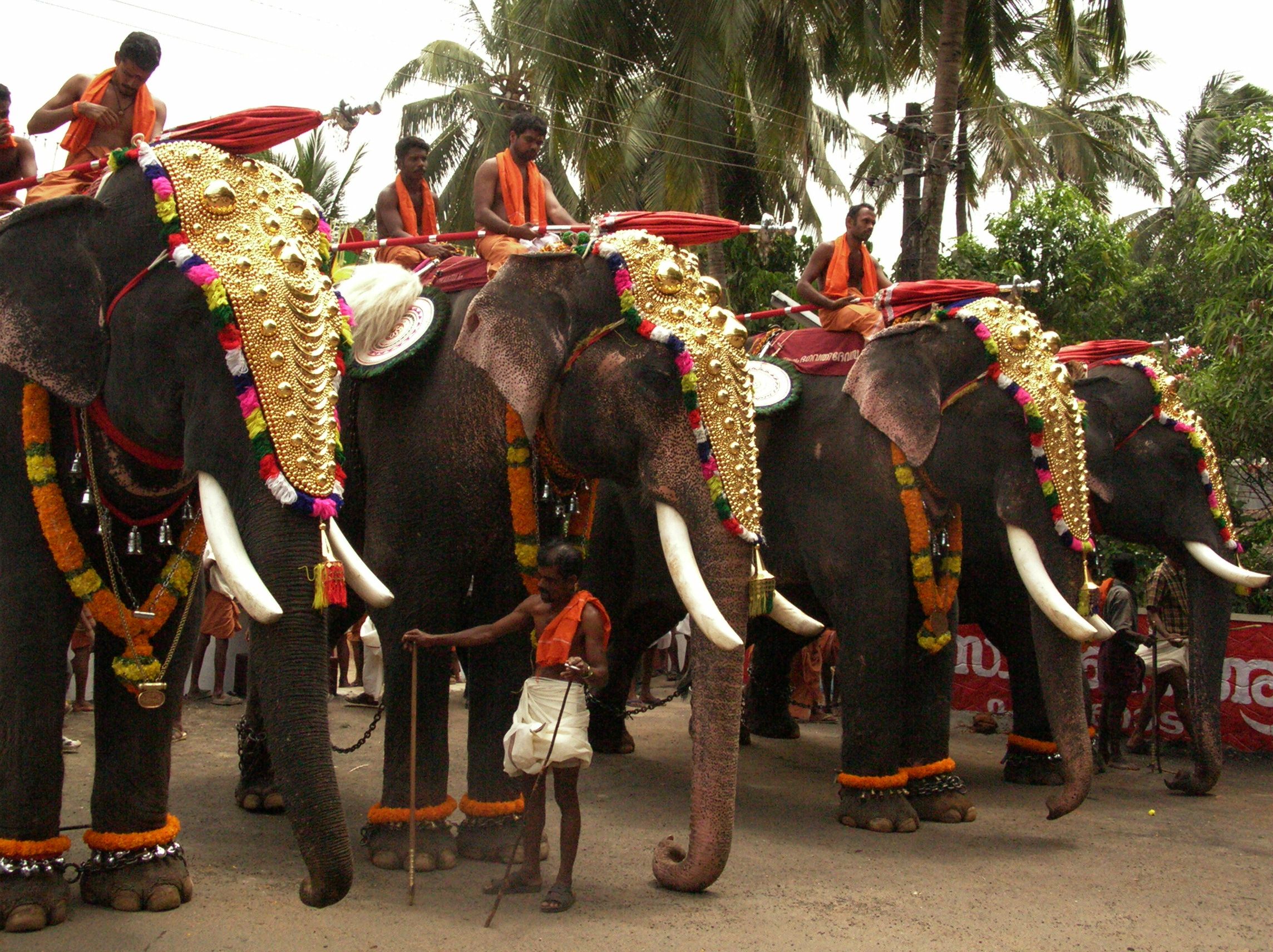 Temple Elephants Are Admired For Their Height And The Park In Kerala Wallpaper & Background Download