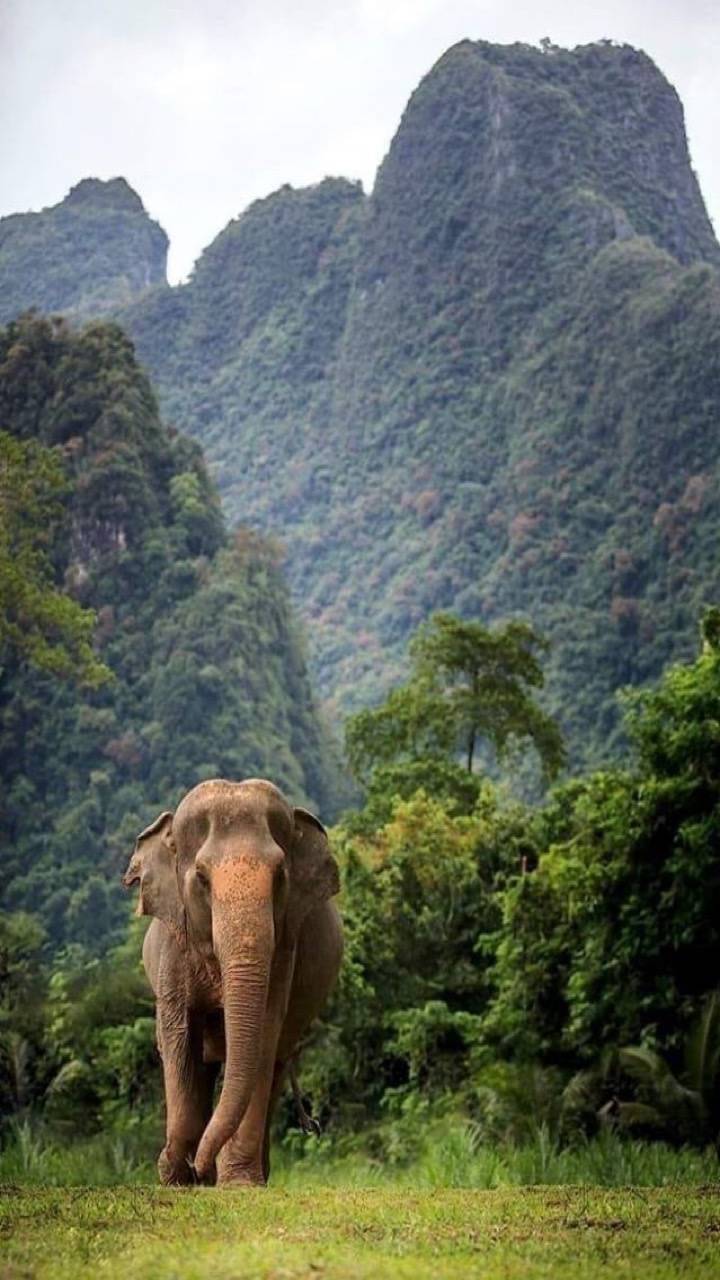 India elephant wallpaper