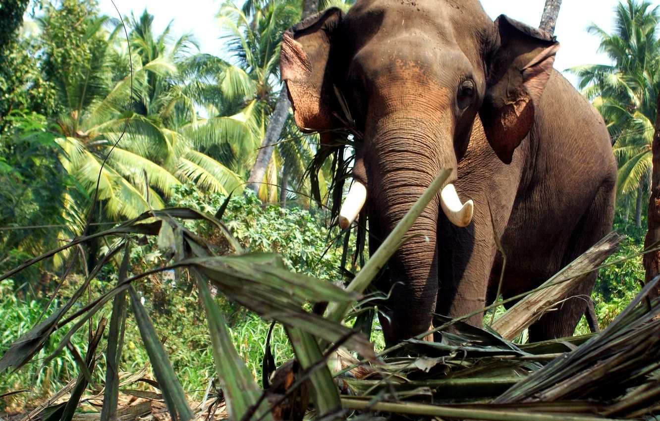 Wallpaper elephant, kerala image for desktop, section животные
