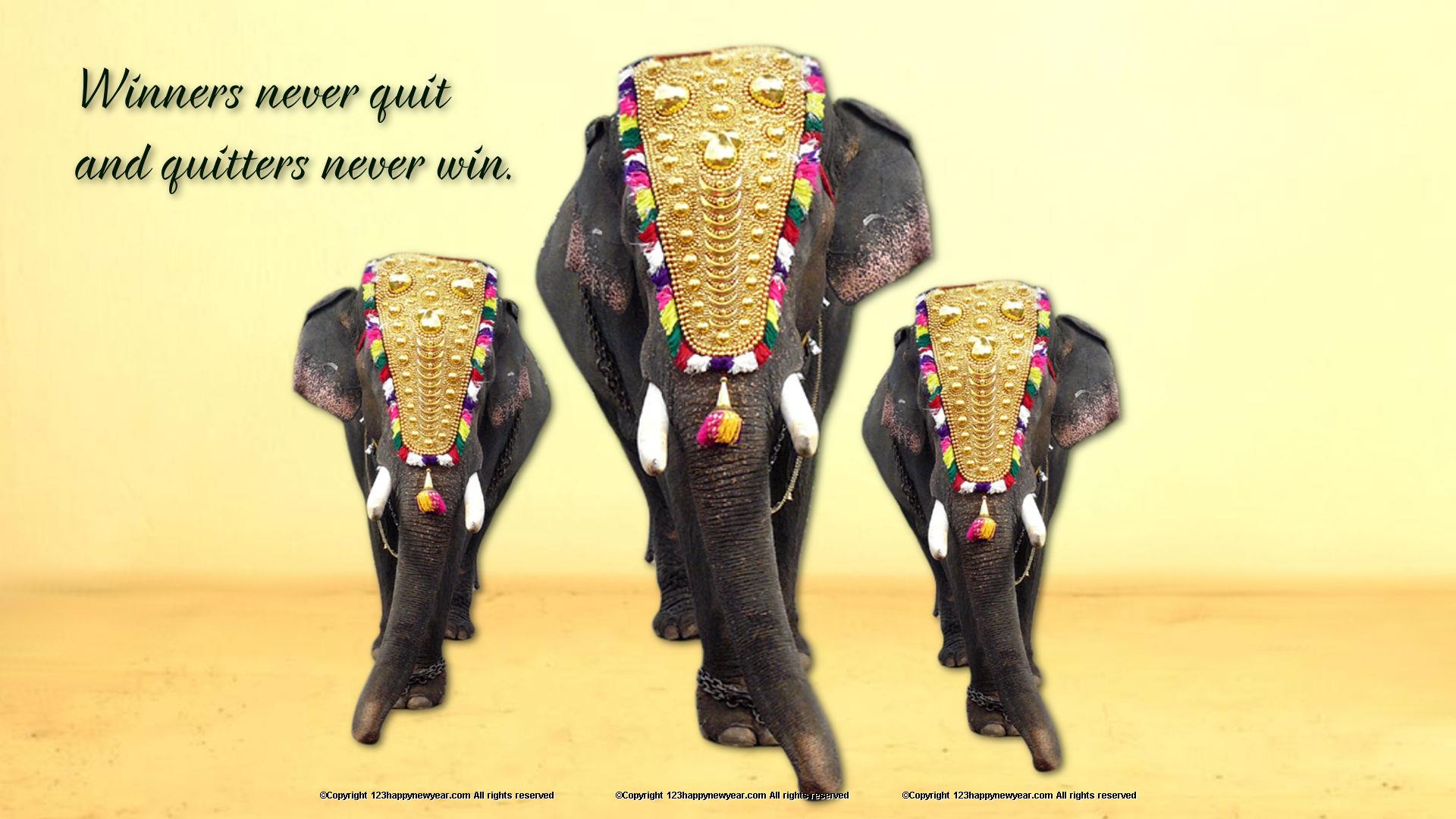 Kerala elephant HD wallpaper