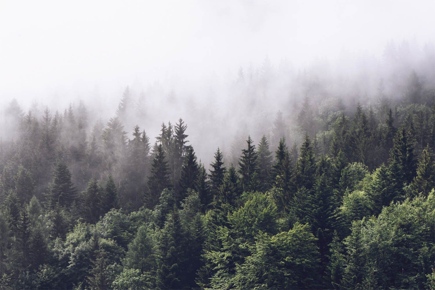 Foggy Forest Background HQ Wallpaper