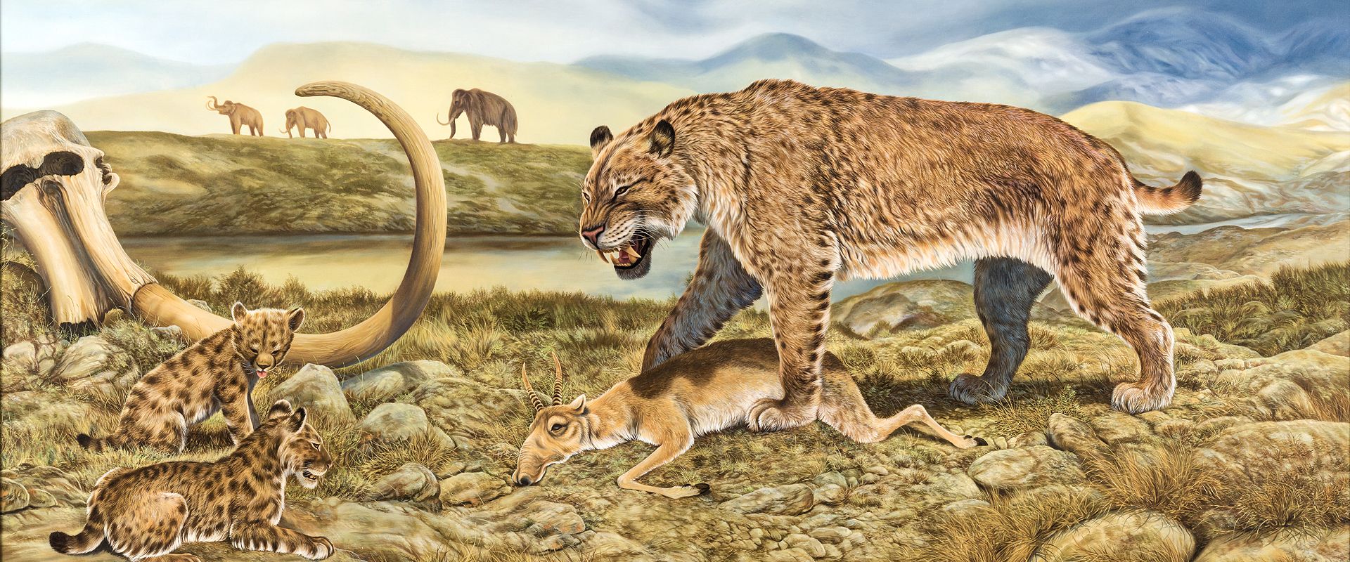 American Scimitar Cat Wallpapers Wallpaper Cave