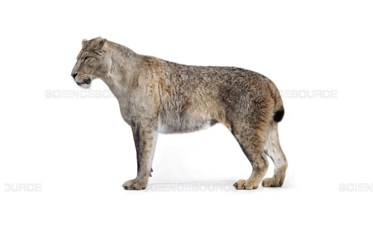 Science Source cat, illustration