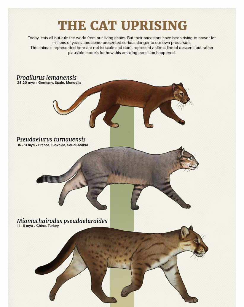 American Scimitar Cat Wallpapers Wallpaper Cave