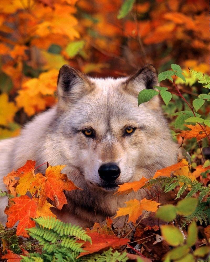 Wolf In Autumn Wallpapers - Wallpaper Cave