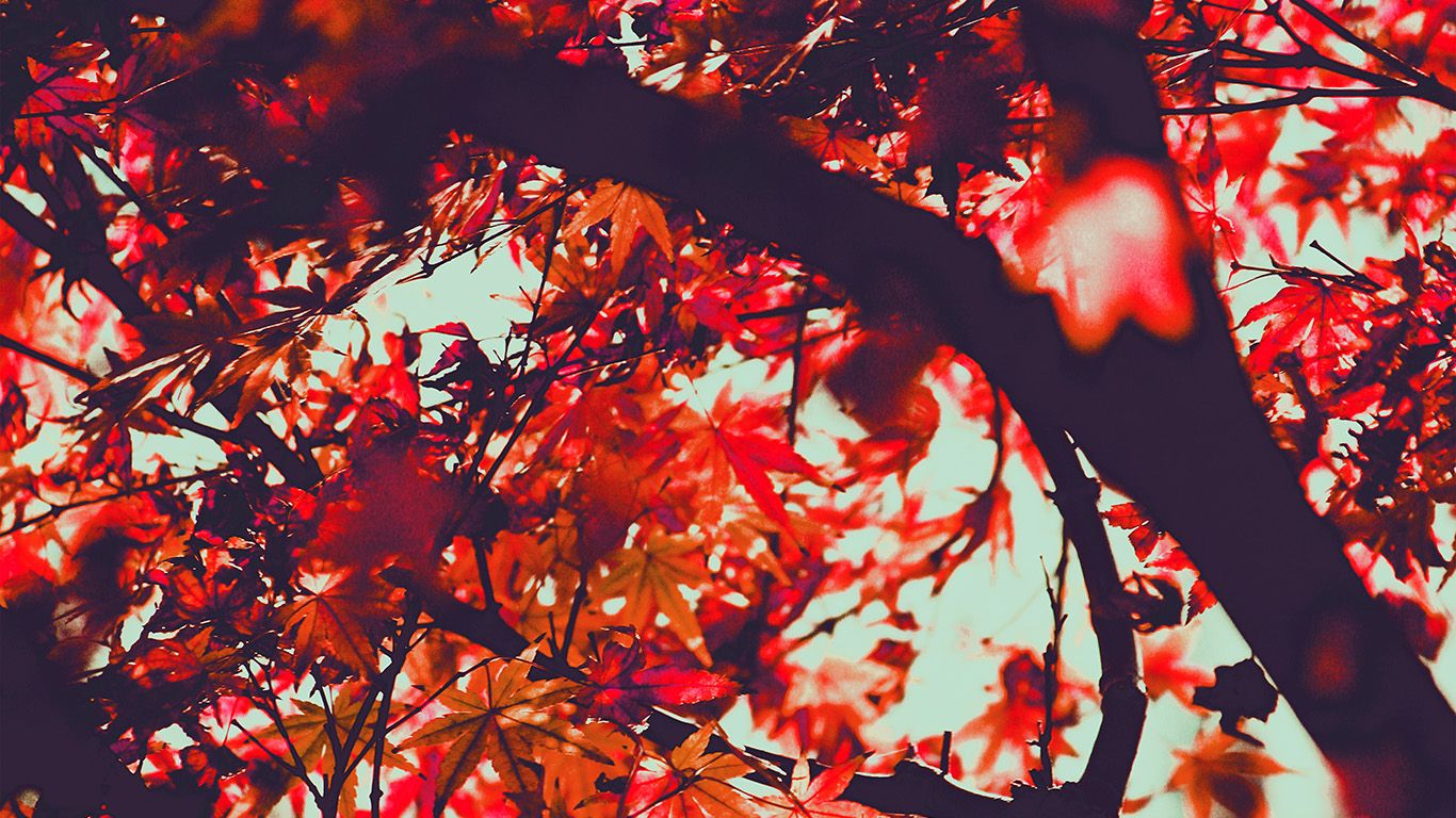wallpaper for desktop, laptop. fall tree leaf autumn nature mountain red