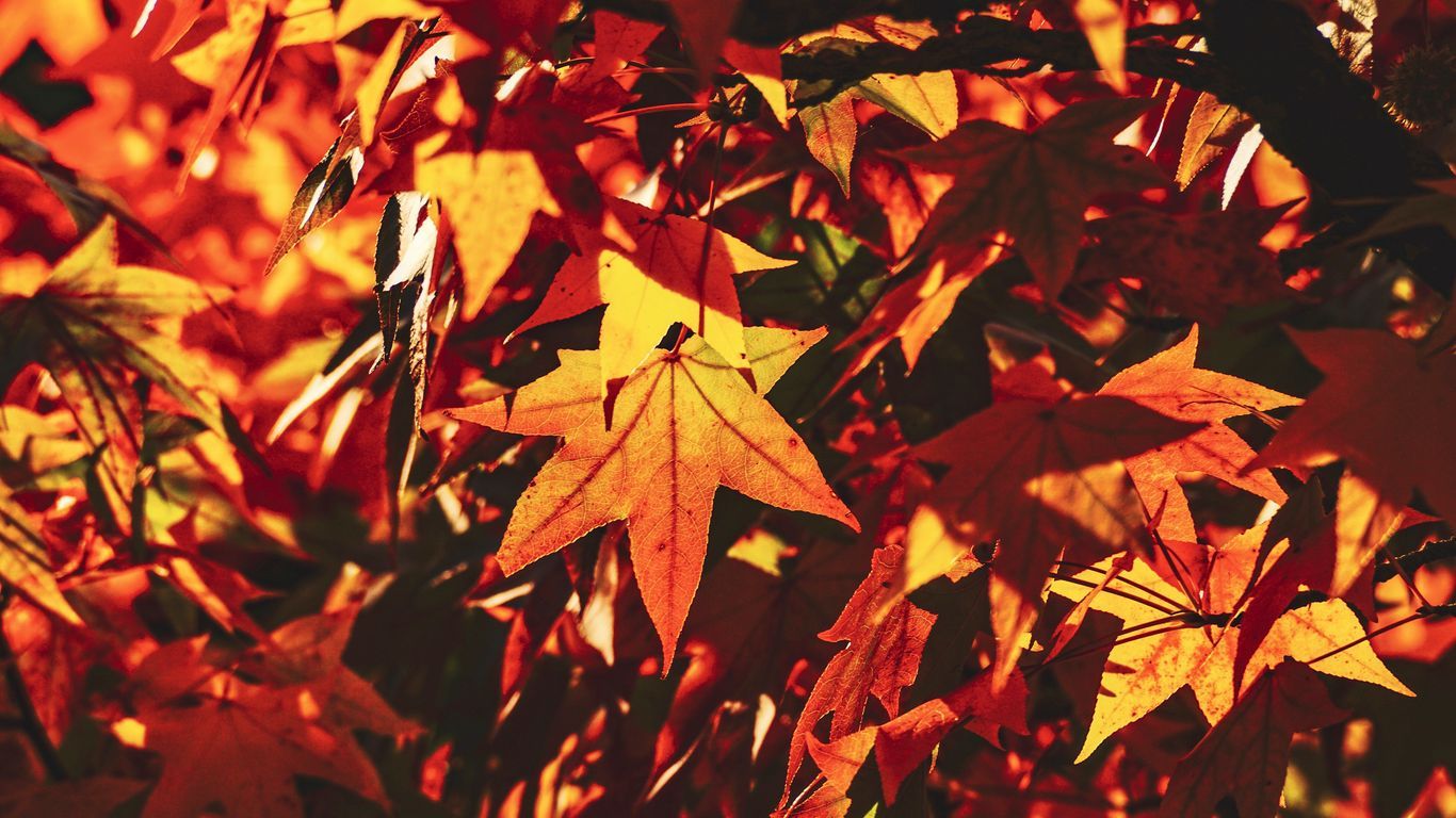 Download wallpaper 1366x768 autumn, leaves, maple, branch, sunlight, shadow tablet, laptop HD background