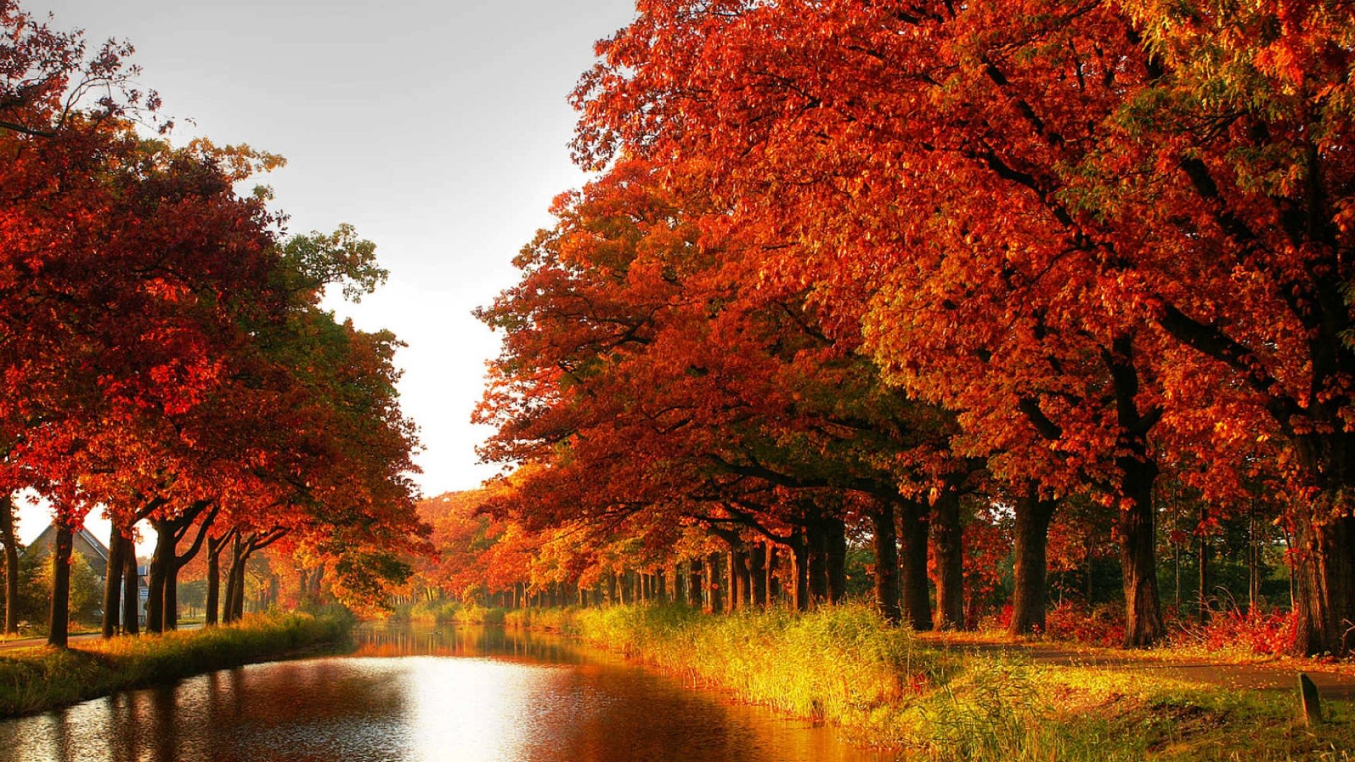 Download Wallpaper 1920x1080 wood, orange, trees, channel, autumn Full HD 1080p HD Background