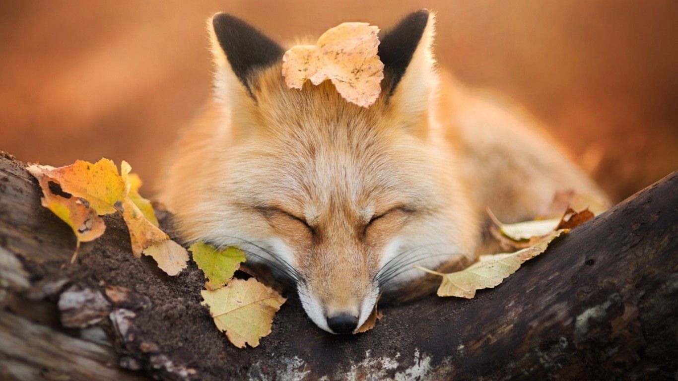 Download 1366x768 Fox, Sleeping, Cute, Wood, Leaves, Autumn Wallpaper for Laptop, Notebook