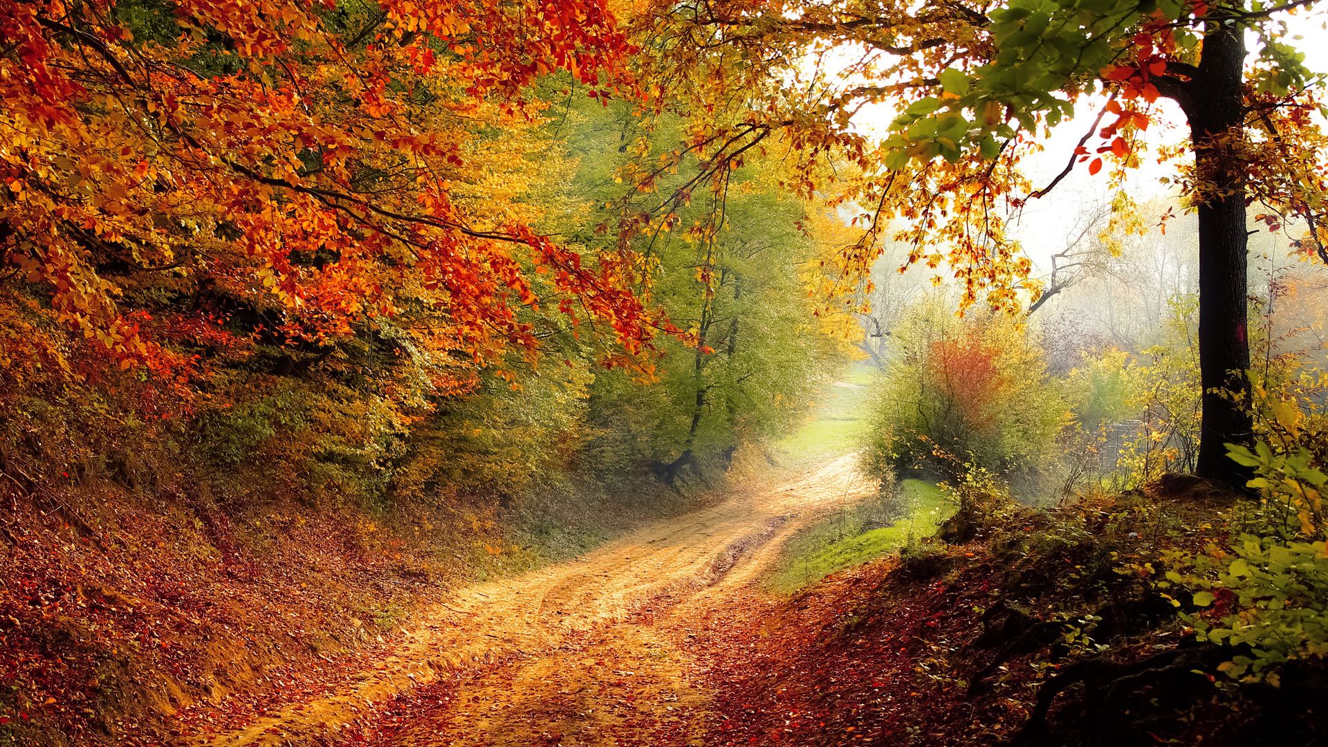 Autumn Road Laptop Full HD 1080P HD 4k Wallpaper, Image, Background, Photo and Picture