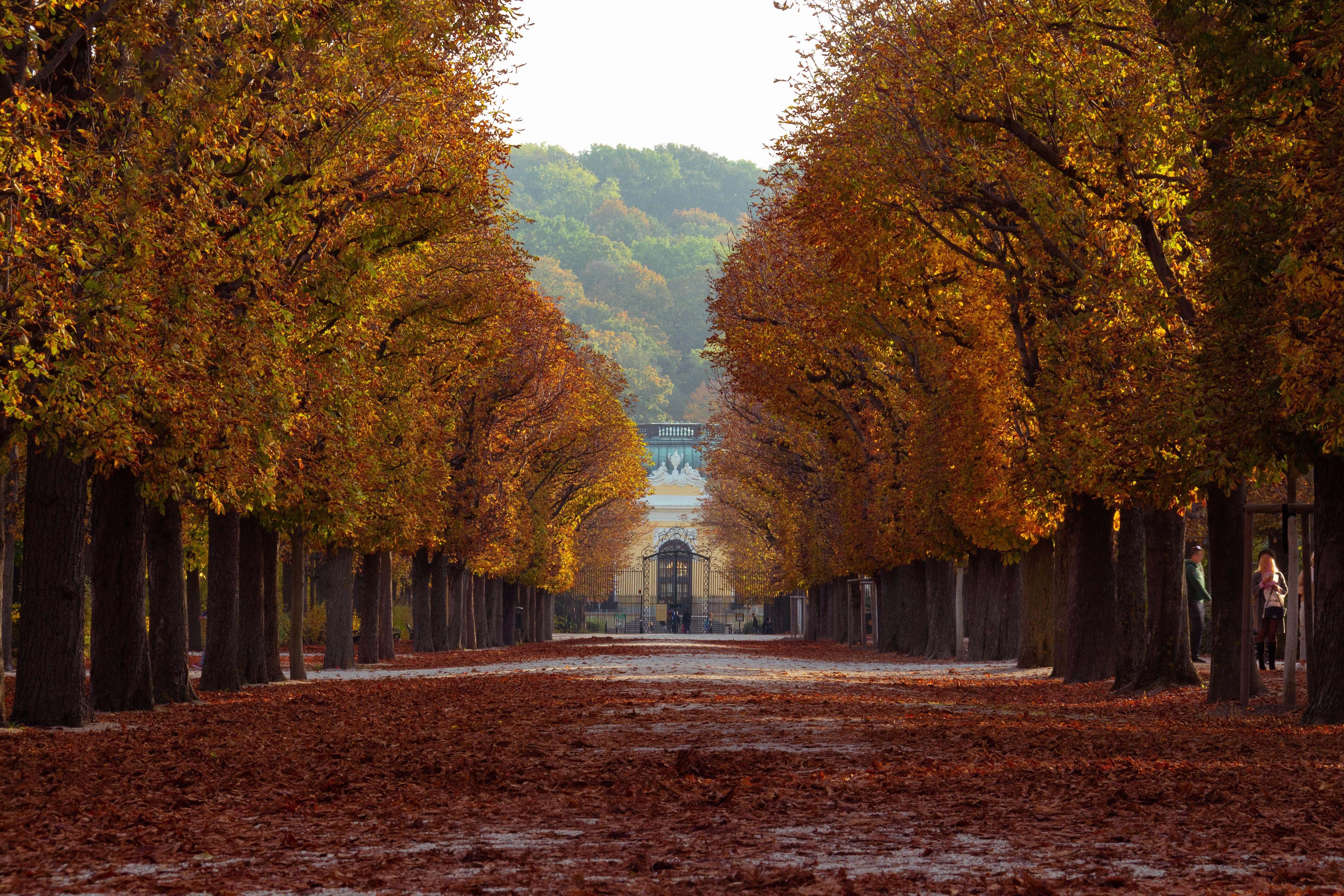 ITAP of autumn in Schönbrunn Vienna #photo #background #editor #wallpaper #photohd #photonew #photobackground #pics. Country roads, Road, Country