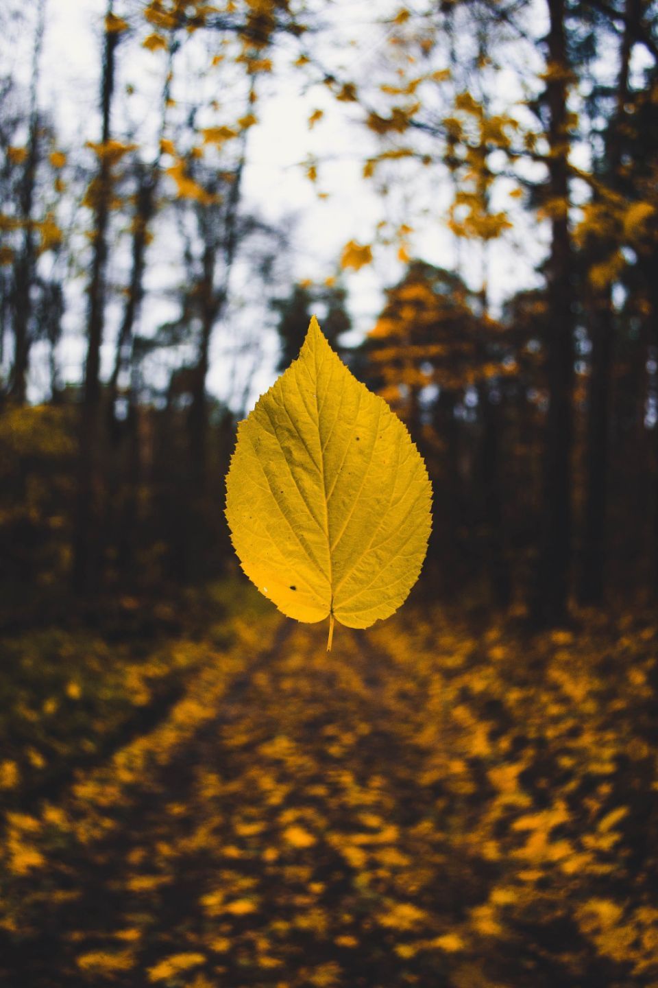Fall iPhone Wallpaper That'll Instantly Make You Feel Cozy