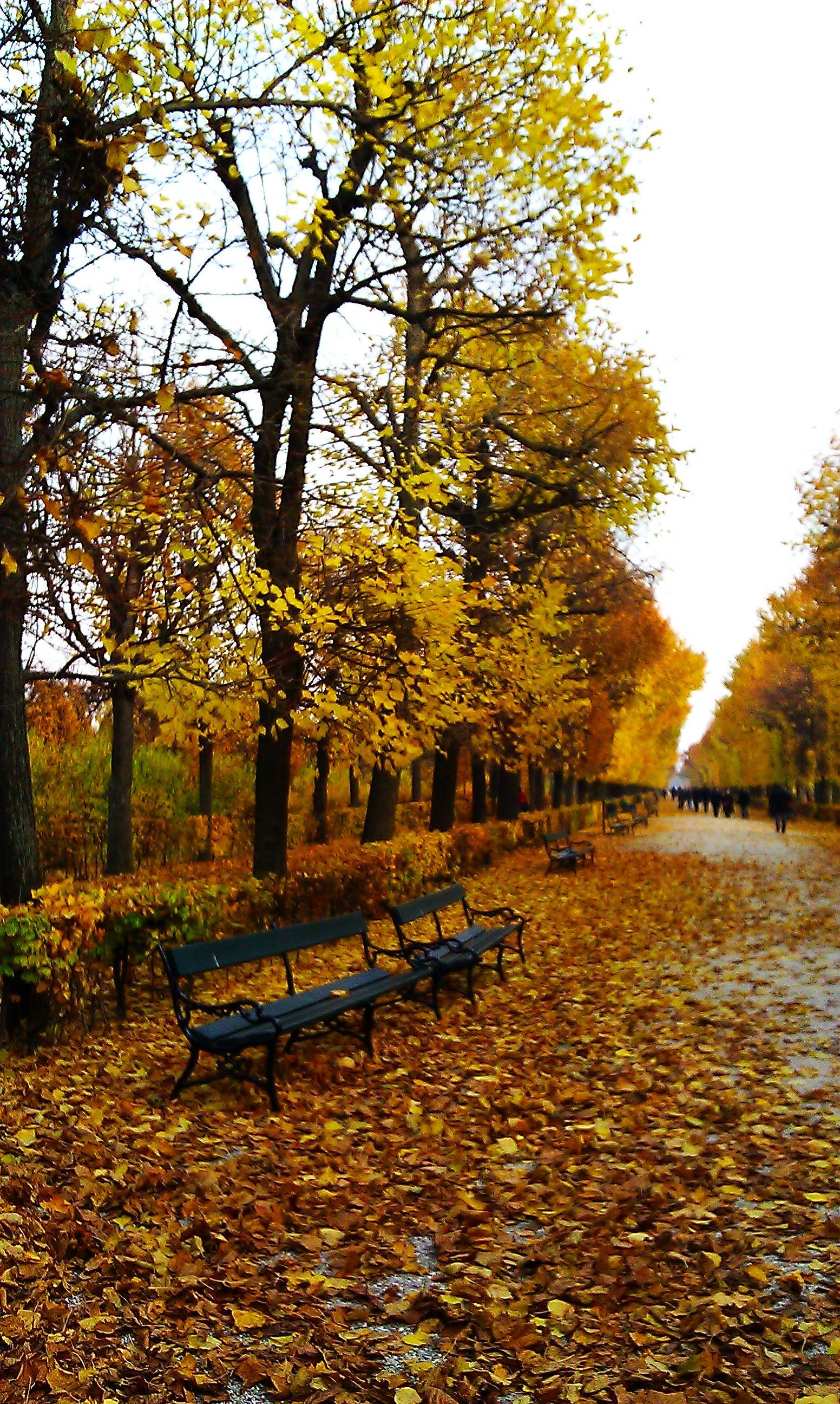 Schönbrunn Gardens in autumn Vienna, Austria. Autumn scenery, Wonderful places, Places to go