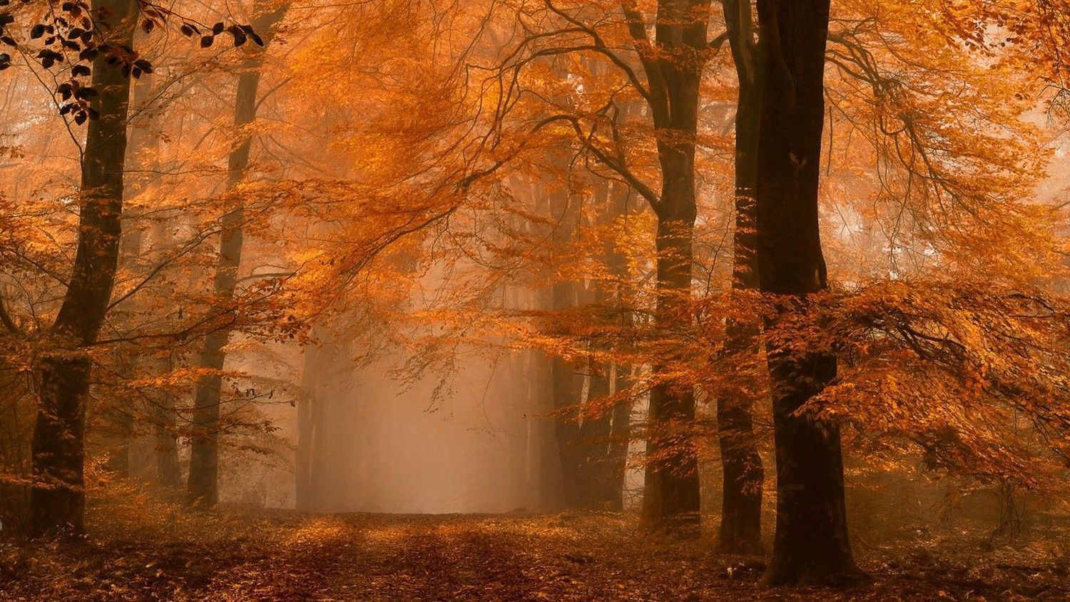 nature, Landscape, Fall, Forest, Path, Mist, Dirt Road, Amber, Leaves, Netherlands Wallpaper HD / Desktop and Mobile Background