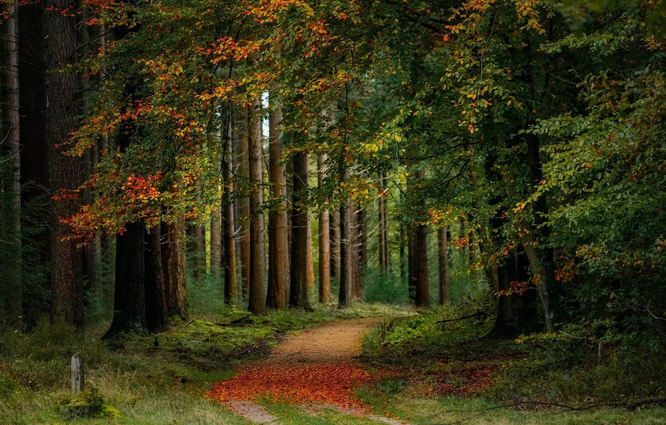 Wallpaper road, autumn, forest, trees, Netherlands image for desktop, section пейзажи