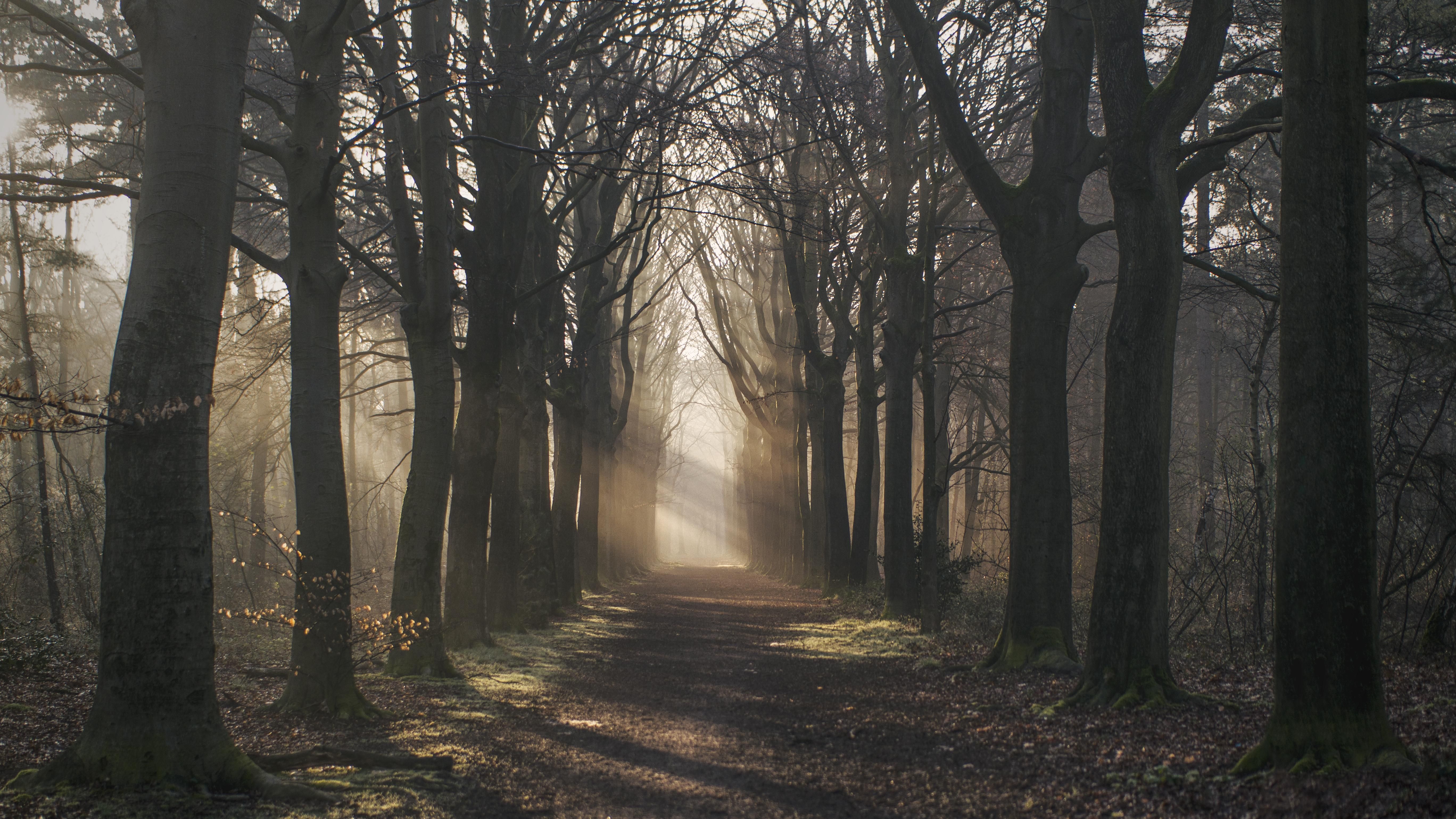 Enlightened path leading into the forest. [OC][5472x3078][Netherlands op Zoom]. Bergen op zoom, High quality wallpaper, Wallpaper