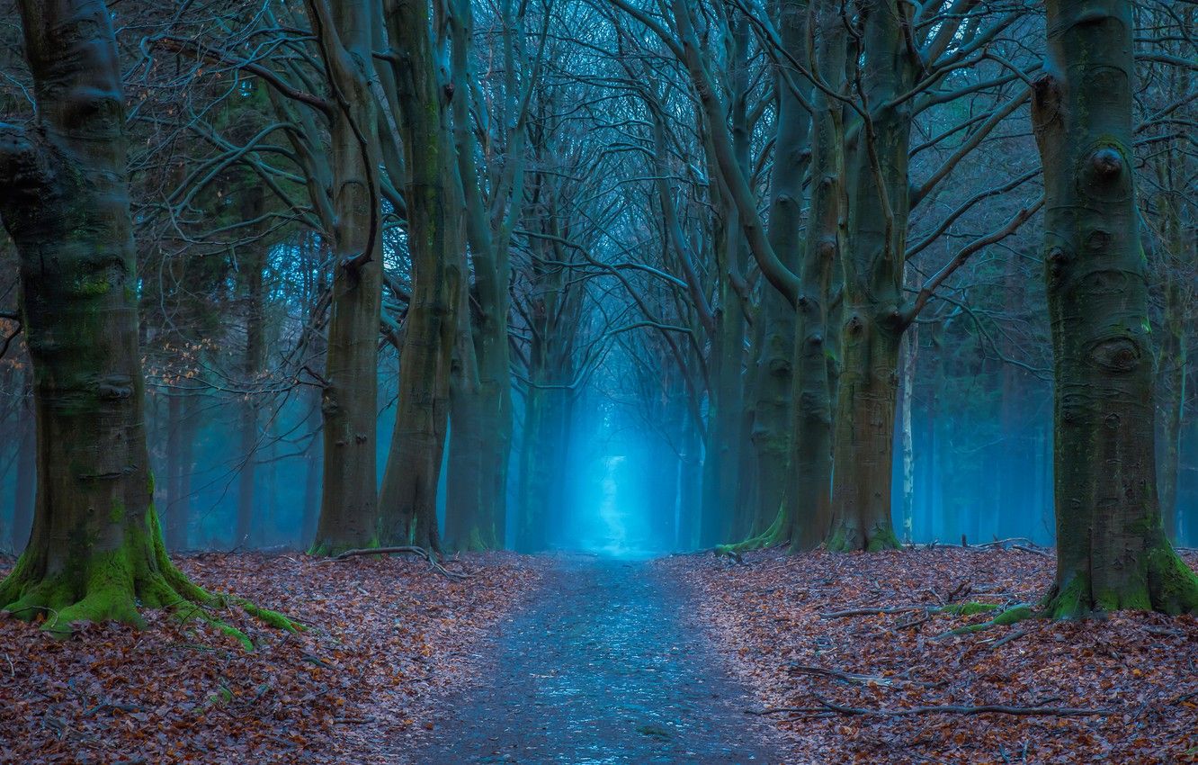 Wallpaper road, autumn, forest, trees, Netherlands image for desktop, section природа