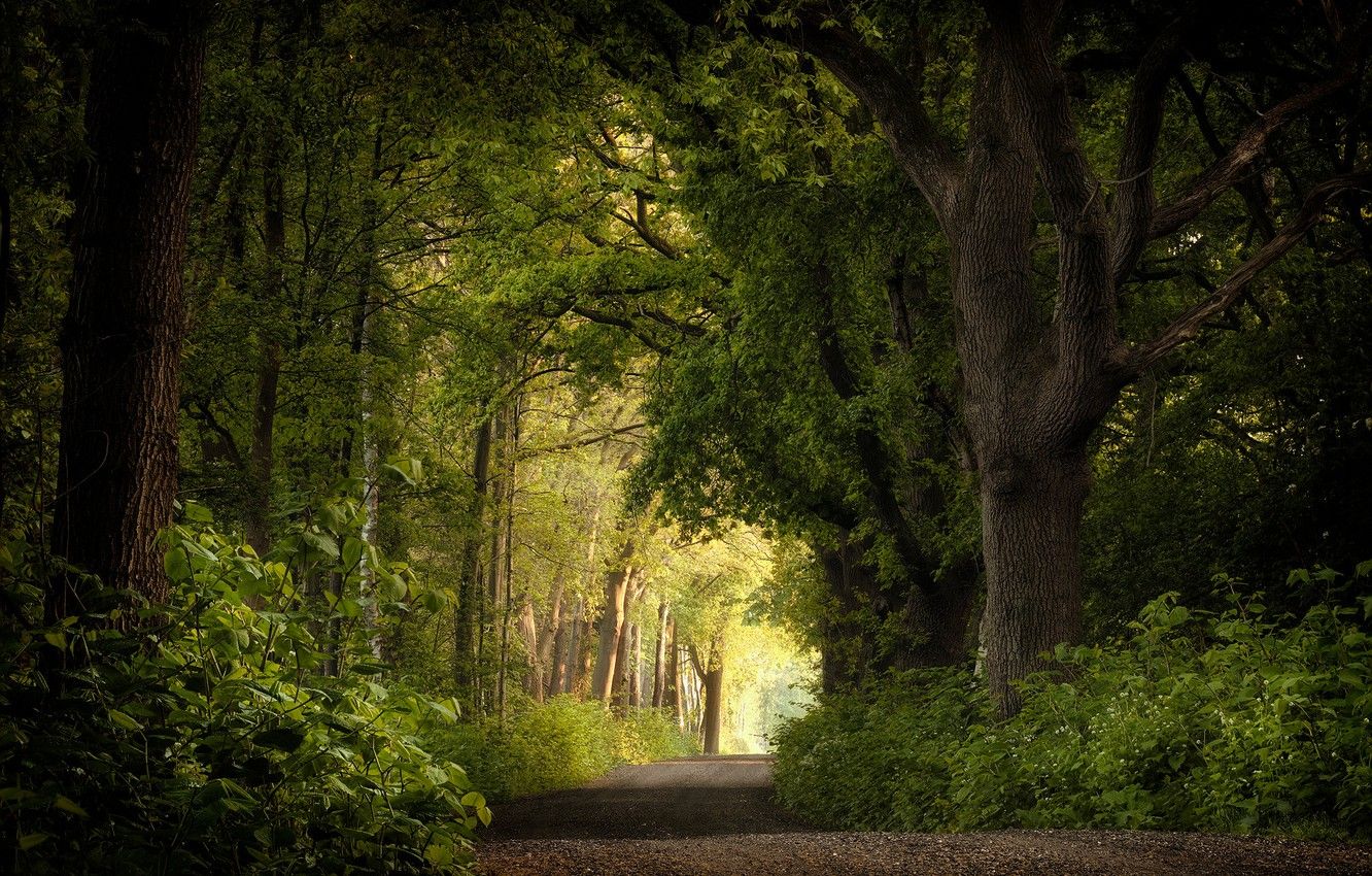 Wallpaper road, forest, trees, Netherlands image for desktop, section пейзажи