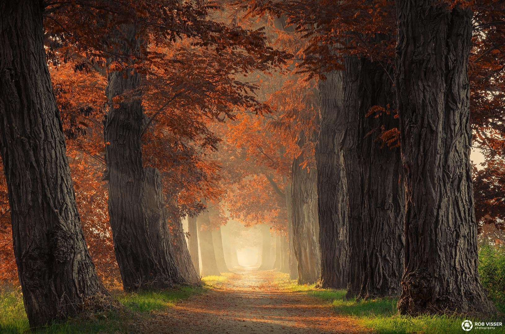 Голландия леса