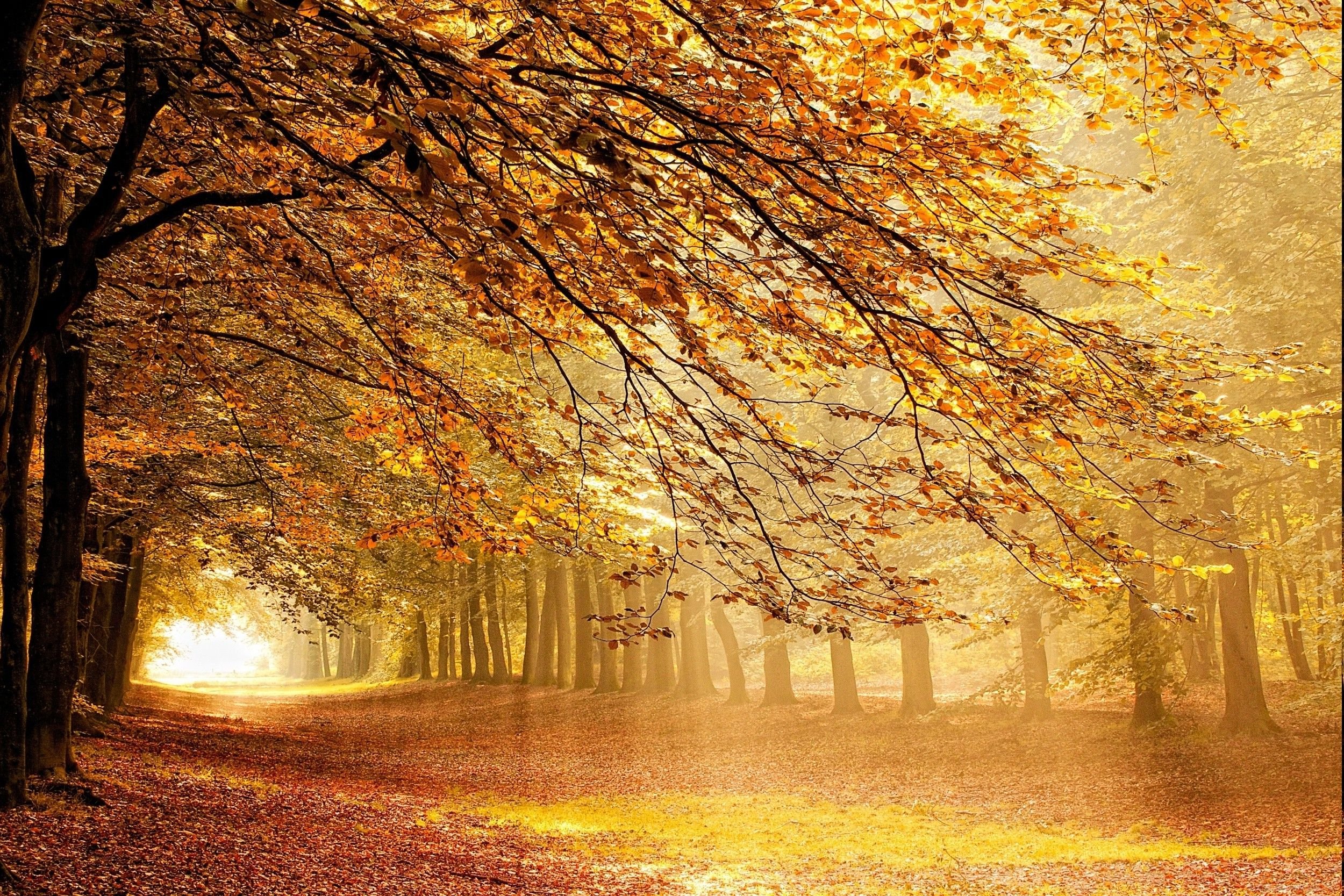 forest, Fall, Sunbeams, Mist, Trees, Netherlands, Sun Rays, Path, Yellow, Orange, Nature, Landscape Wallpaper HD / Desktop and Mobile Background