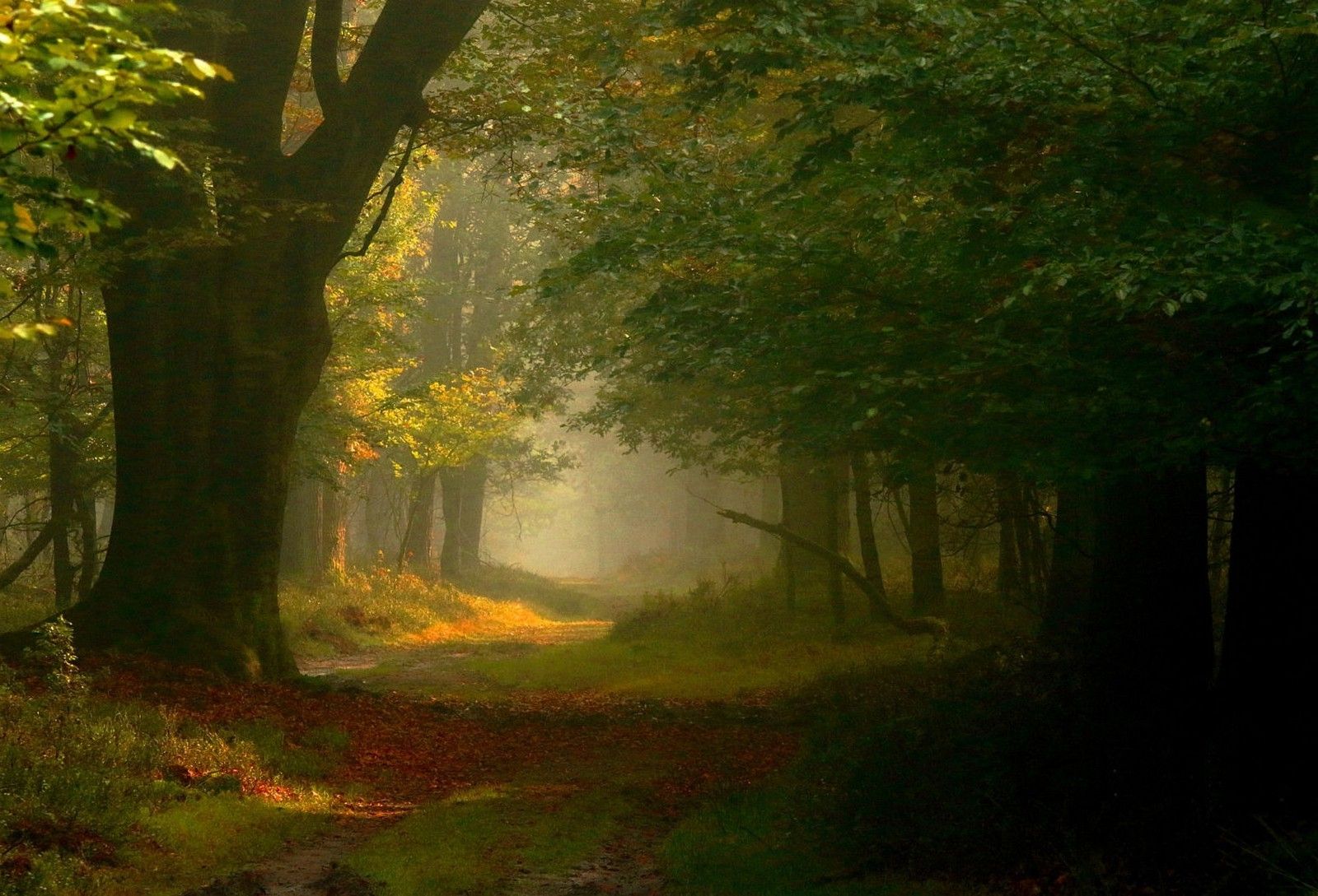 photography, Landscape, Nature, Fairy Tale, Forest, Mist, Path, Sunlight, Trees, Leaves, Netherlands Wallpaper HD / Desktop and Mobile Background