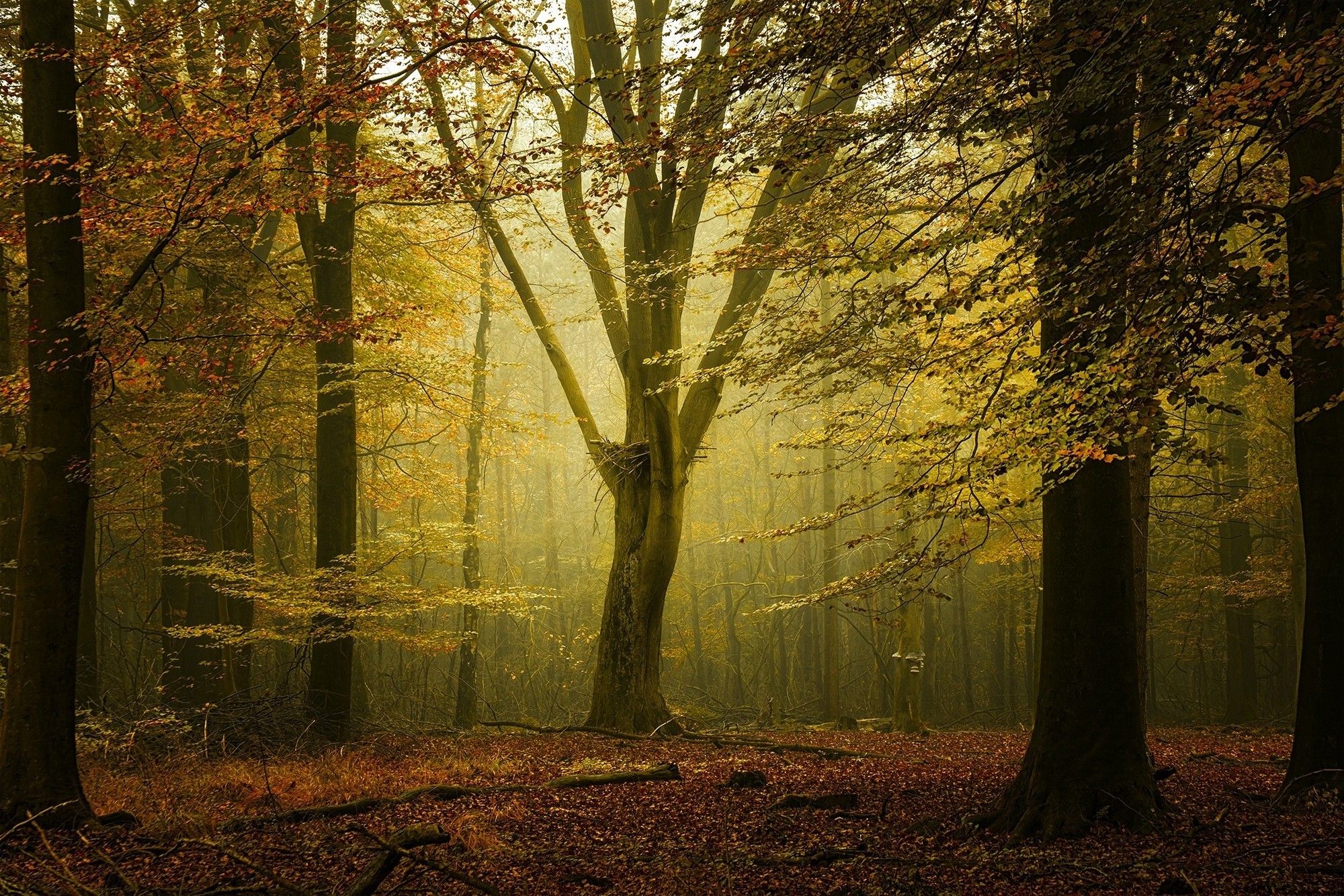 Landscape Nature Fall Forest Sunlight Mist Leaves Calm Trees Netherlands Wallpaper HD. Joss Picture Cam