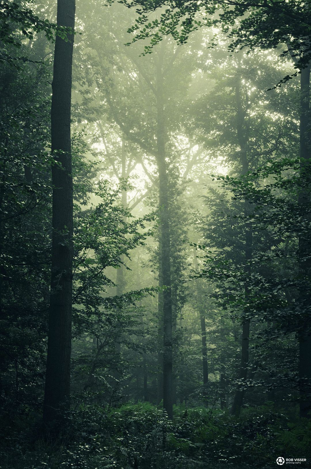 The jungle green misty forest in the Netherlands. Green aesthetic, Misty forest, Slytherin aesthetic