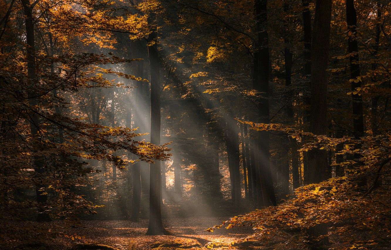 Wallpaper autumn, forest, trees, Netherlands, Netherlands, North Brabant, North Brabant image for desktop, section природа