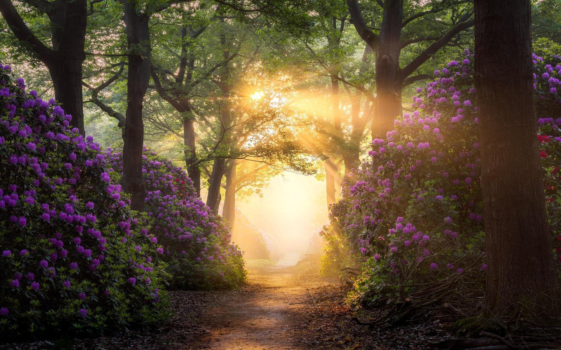 Magical rhododendron path in a forest in the Netherlands near Nijverdal [1920x1200]