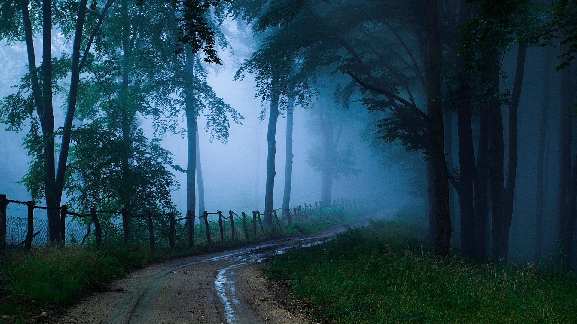 Country road in the dark forest. Widescreen wallpaper beautiful scenery for your phone