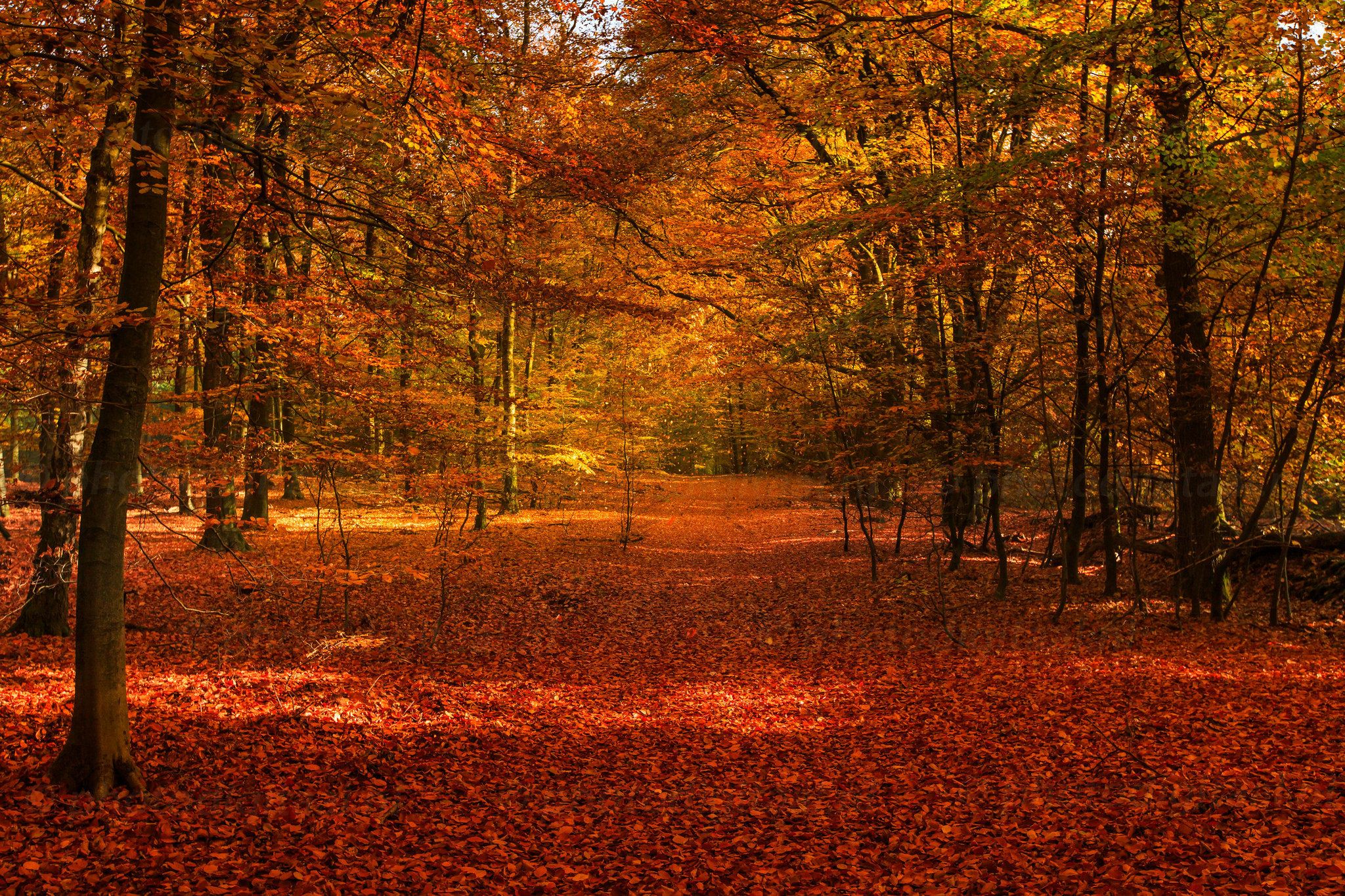 Fall Forest Leaf Path Wallpaper:2048x1365