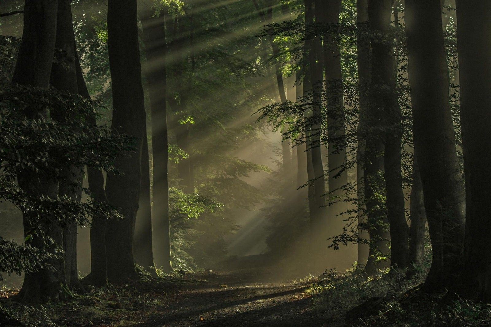 #morning, #forest, #atmosphere, #landscape, #Netherlands, #path, #sunlight, #nature, #trees, #sun rays, #dark, #mist, wallpaper. Mocah.org HD Desktop Wallpaper