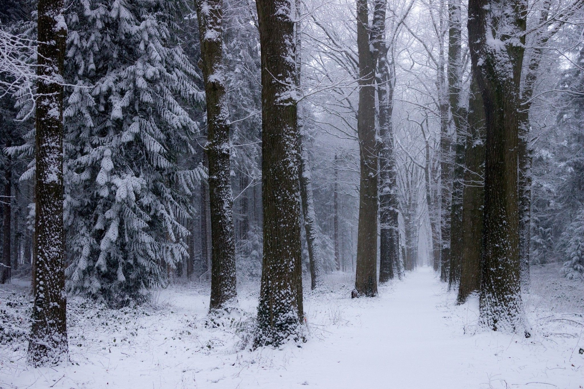 nature, Landscape, Winter, Forest, Netherlands, Snow, Trees, Cold Wallpaper HD / Desktop and Mobile Background
