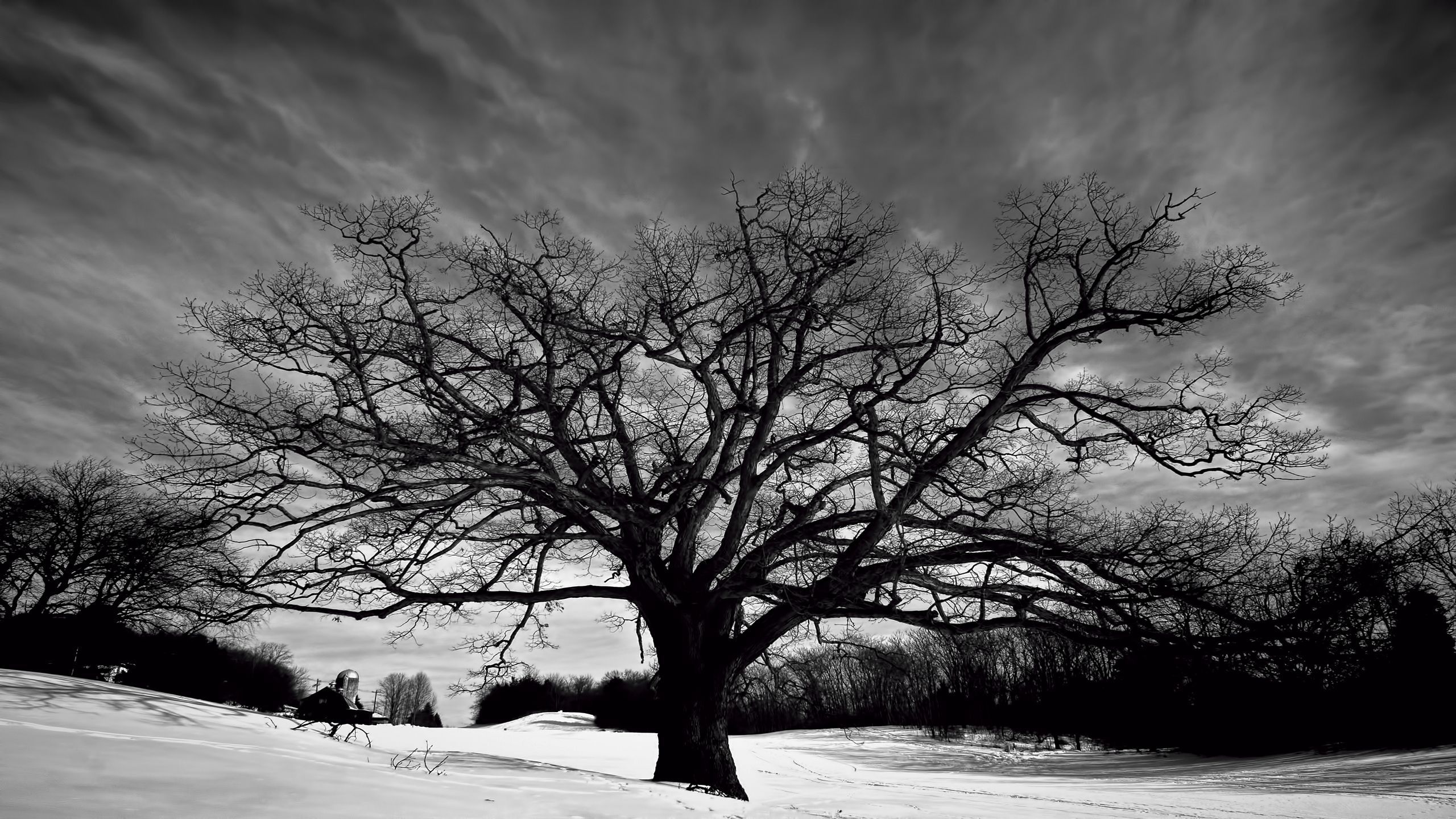 Big Oak Tree and Snow. Black and white wallpaper, Tree wallpaper black and white, White wallpaper