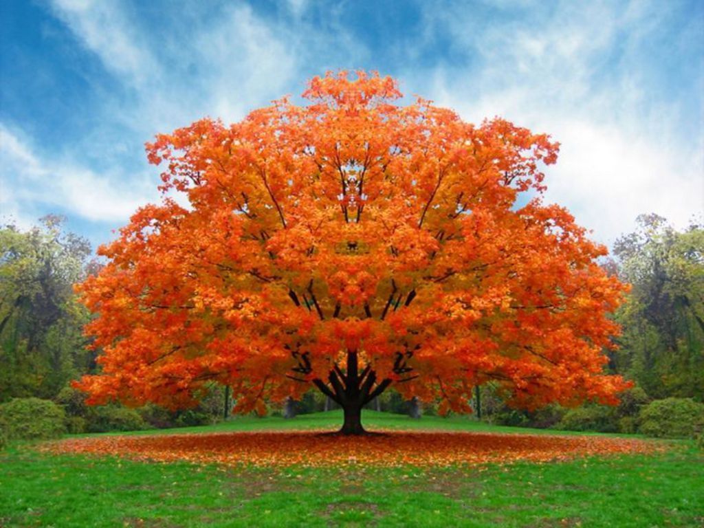 White Oak Tree In Fall