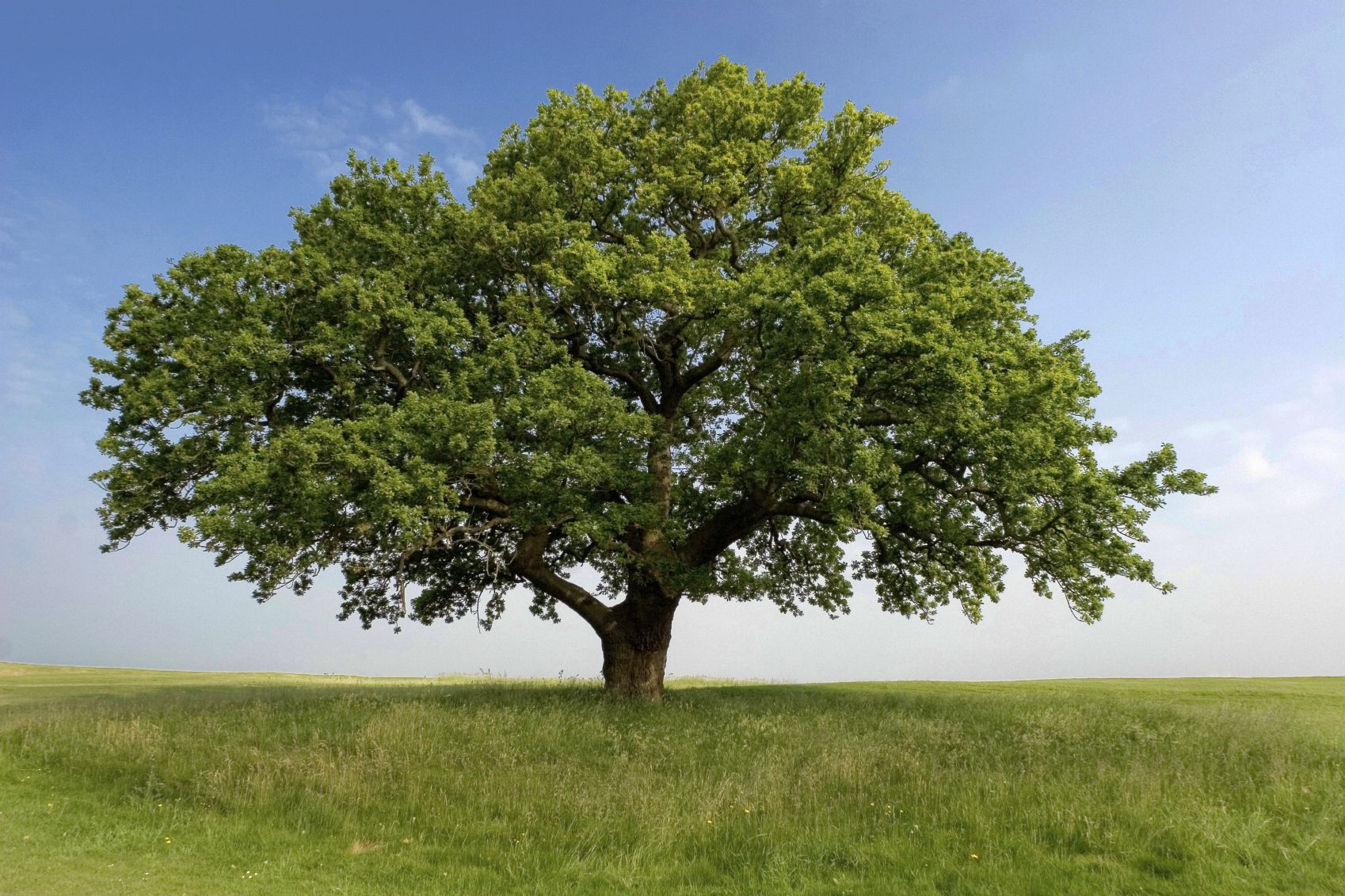 White Oak Tree Wallpapers Wallpaper Cave