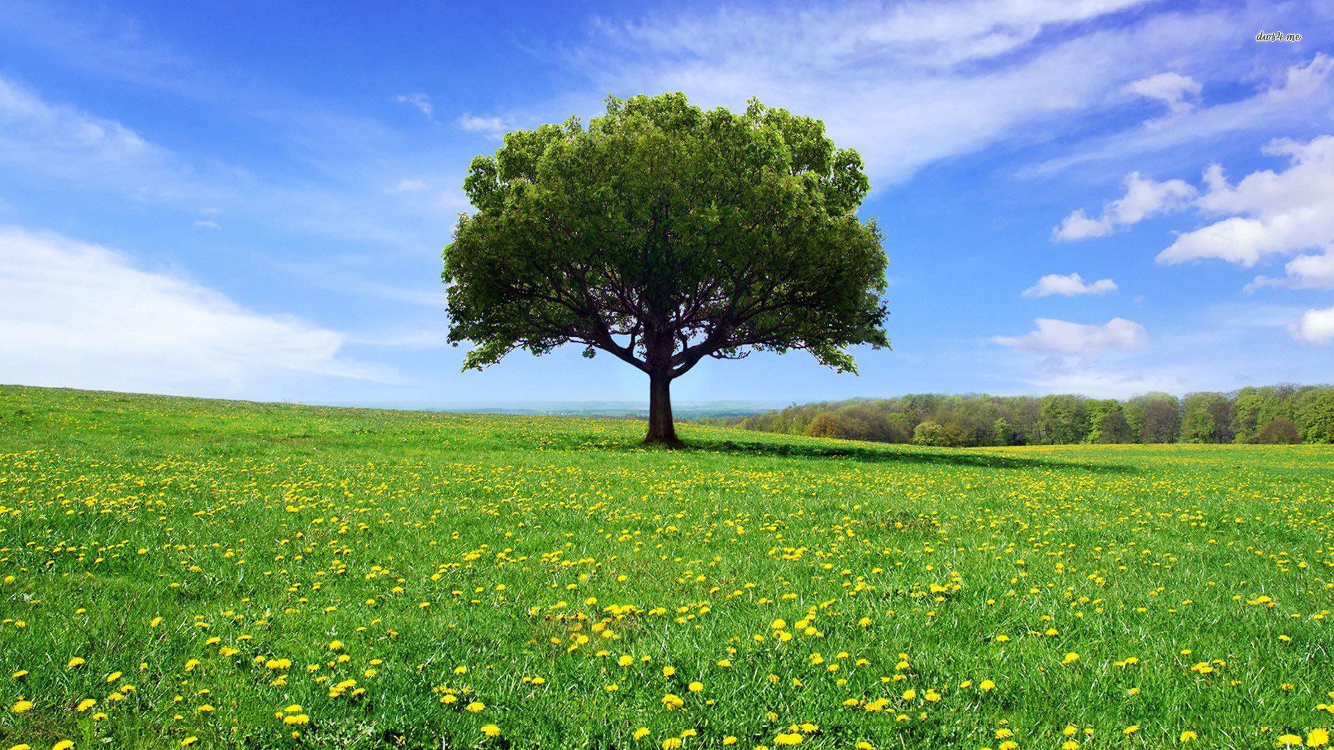 White Oak Tree Wallpapers - Wallpaper Cave