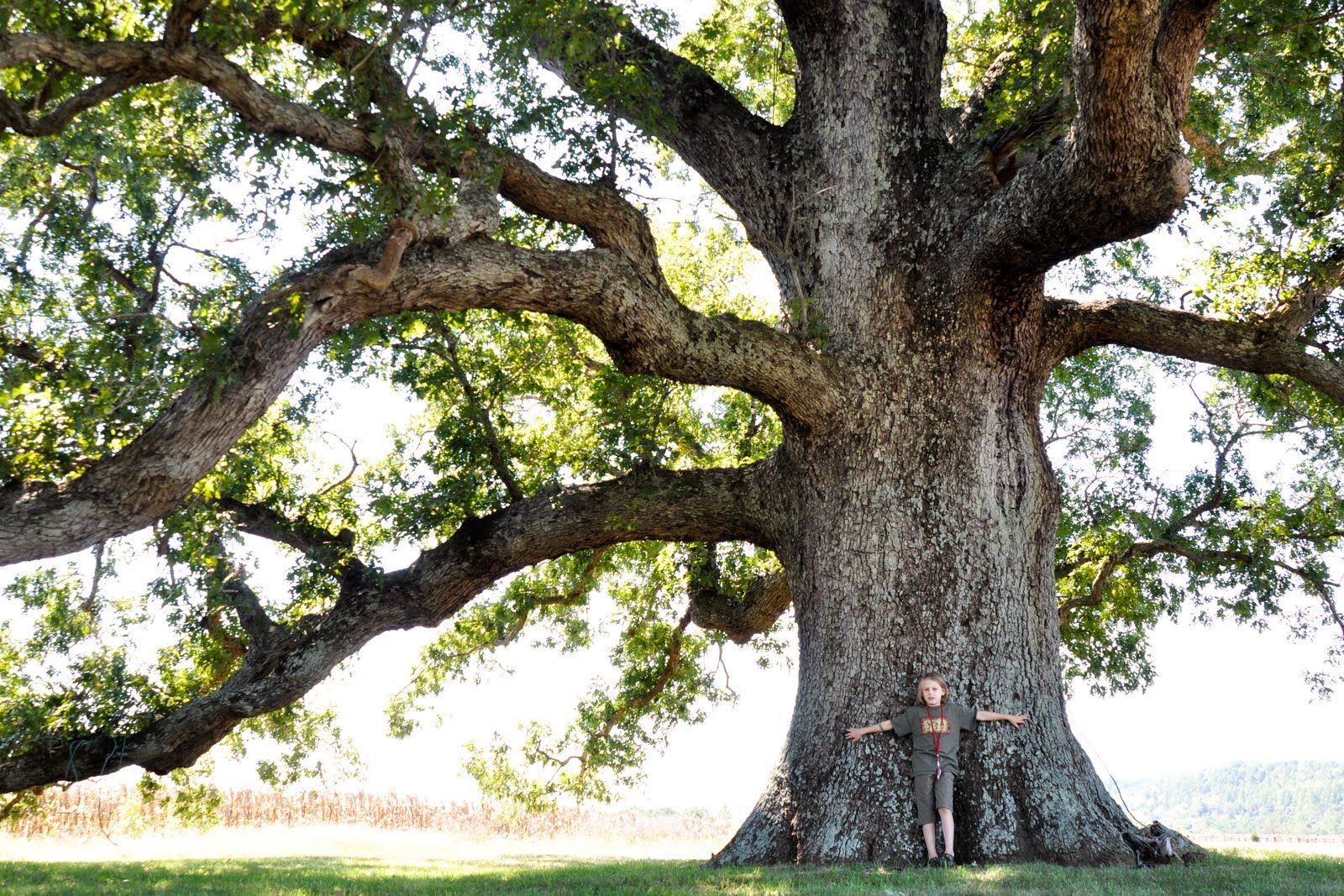 White Oak. Remarkable Trees of Virginia: Oak Ridge Estate White Oak. White oak tree, Live oak trees, Oak tree