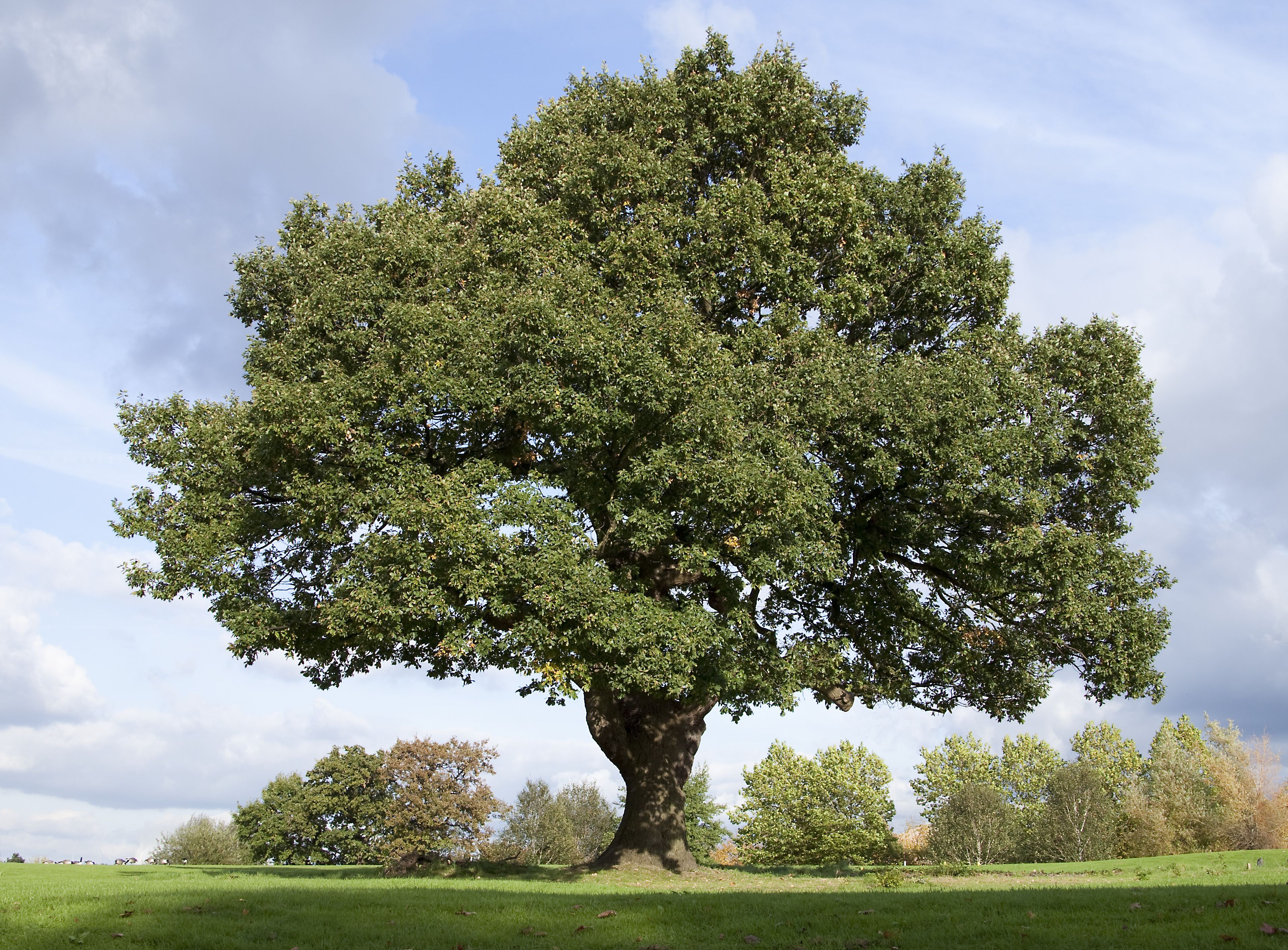 About Oak Trees. Hunker. Oak tree diseases, White oak tree, Oak tree