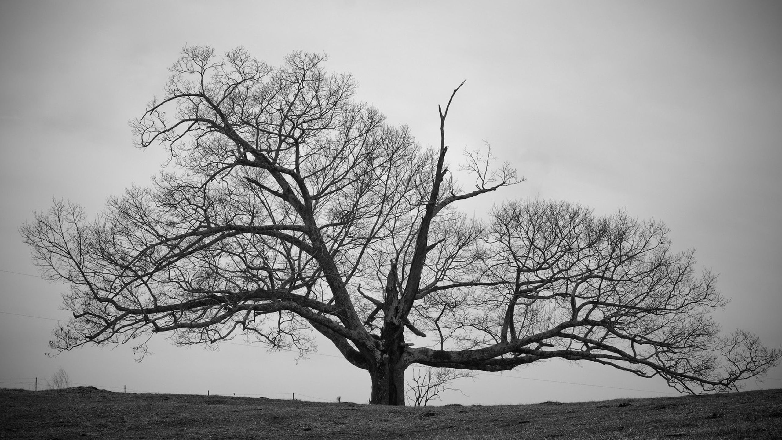 Old Tree Black and White Wallpaper HD. Black and white landscape, Landscape picture, Tree wallpaper black and white