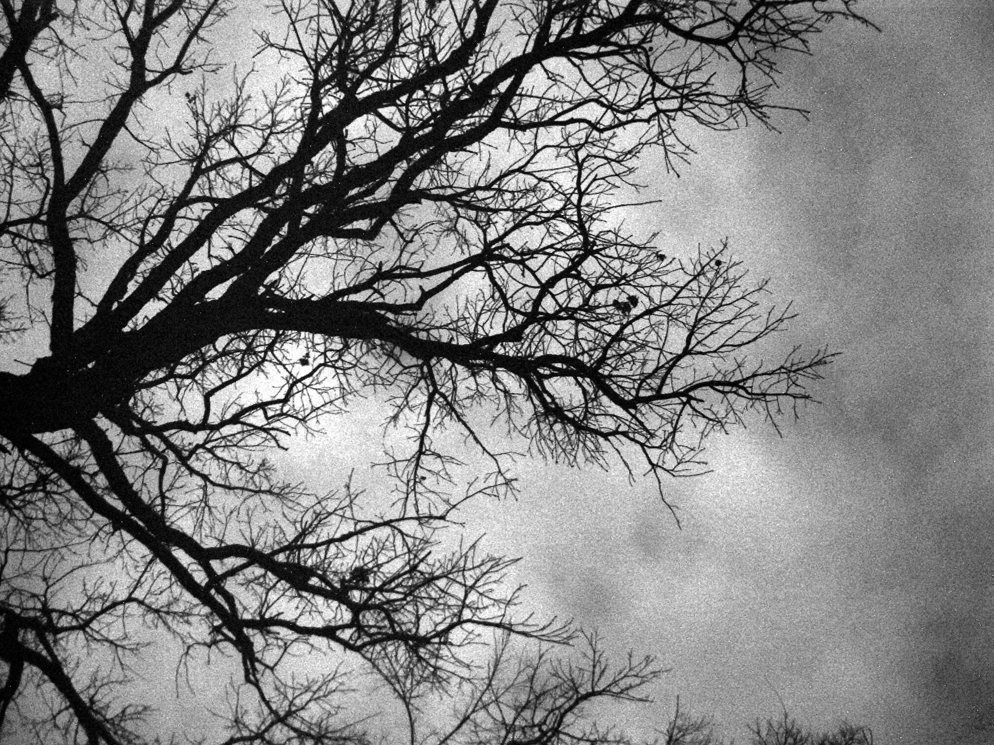 Black and White Tree Wallpaper Free Black and White Tree Background