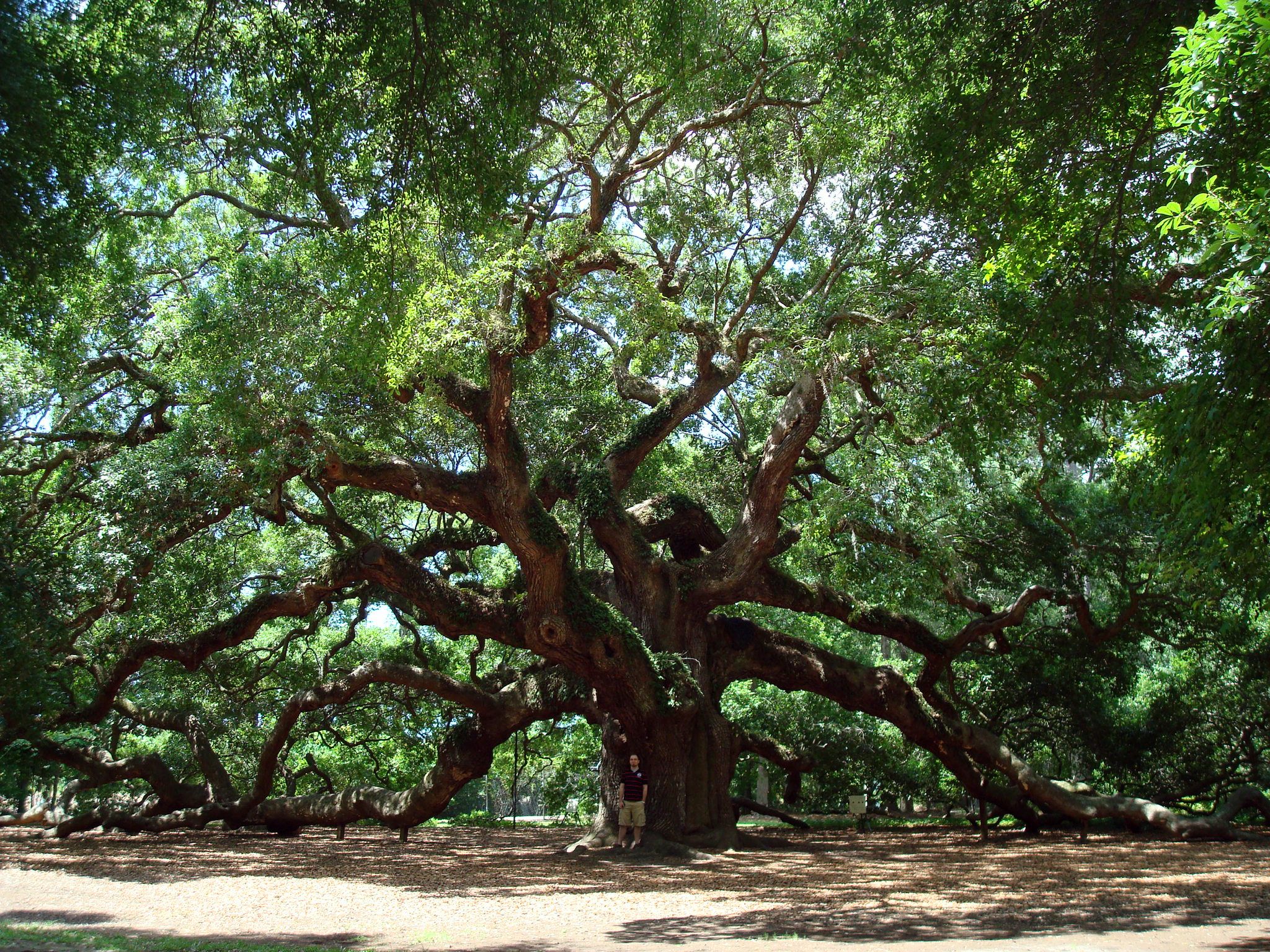 White Oak Tree Wallpapers - Wallpaper Cave