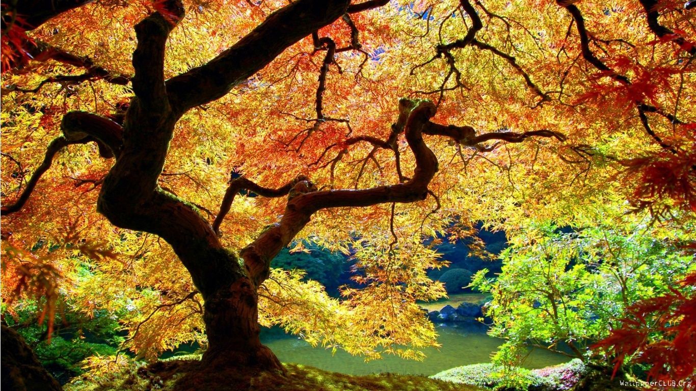 White Oak Trees in Autumn. Árvores de sombra, Jardins japoneses, Wallpaper natureza