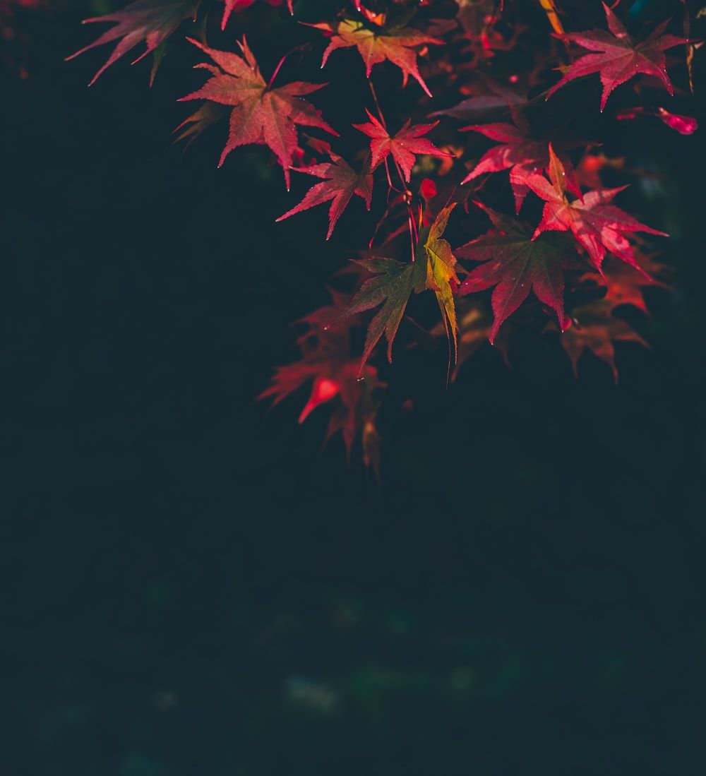 Autumn Night Picture. Download Free Image
