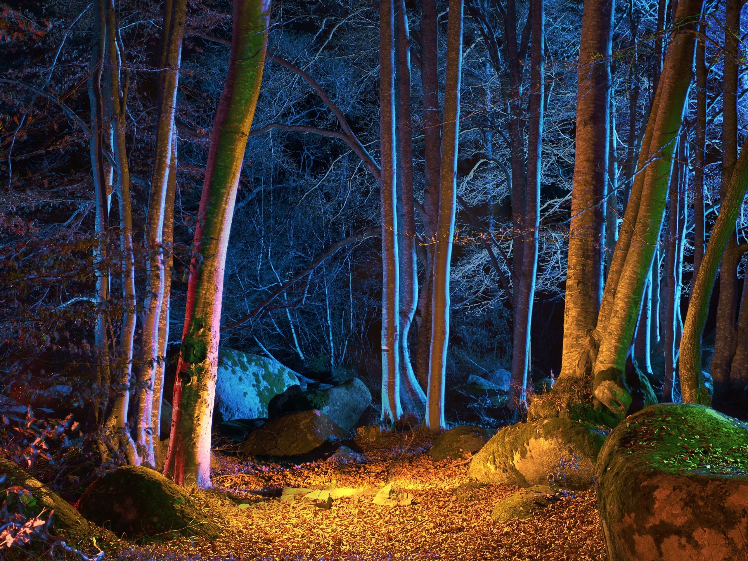 森、木、秋、夜、ライト 壁紙x1920 壁紙ダウンロード. ファンタジーな風景, 森の壁紙, 写真撮影の背景